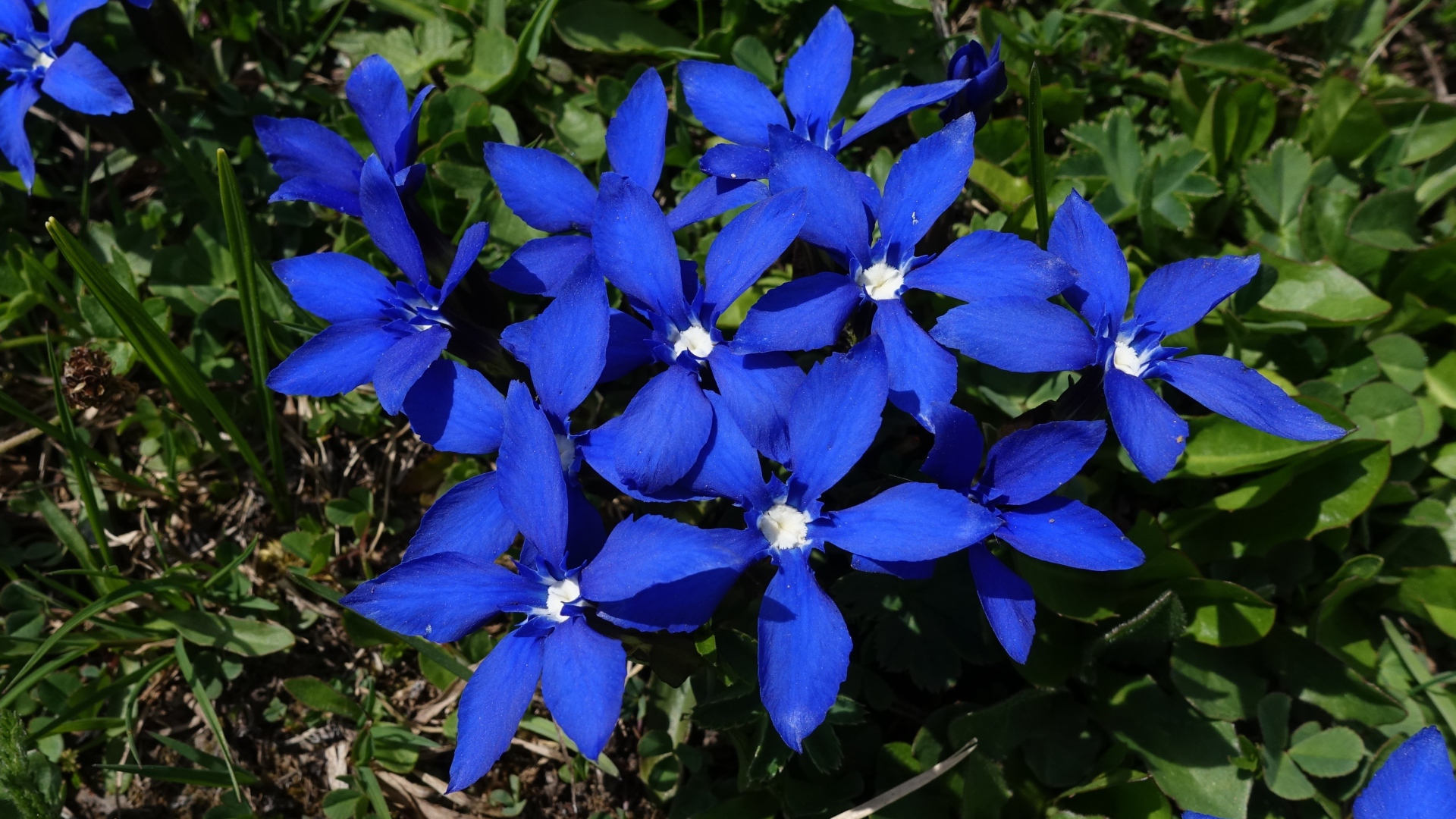Синие цветы в лучах солнца на клумбе 