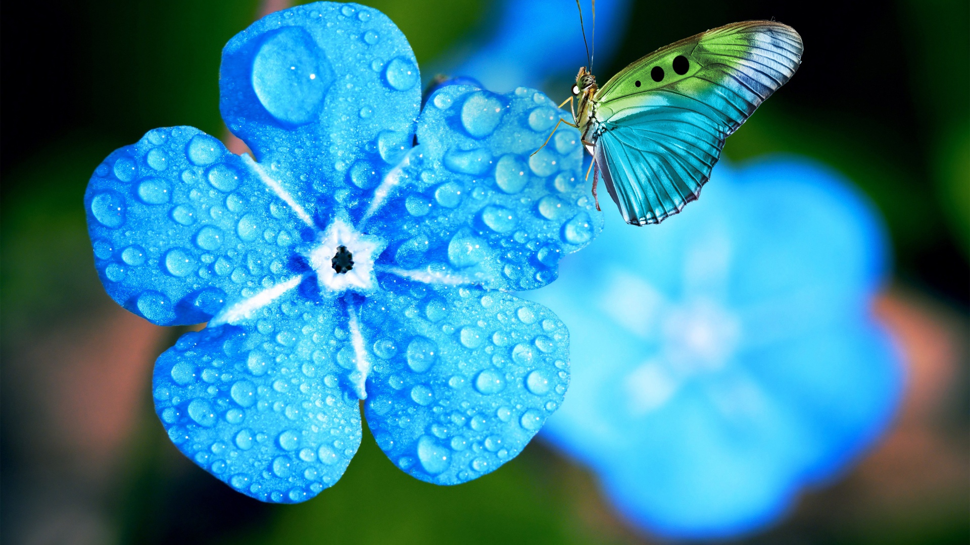 Голубой цветок незабудки в каплях росы с бабочкой 