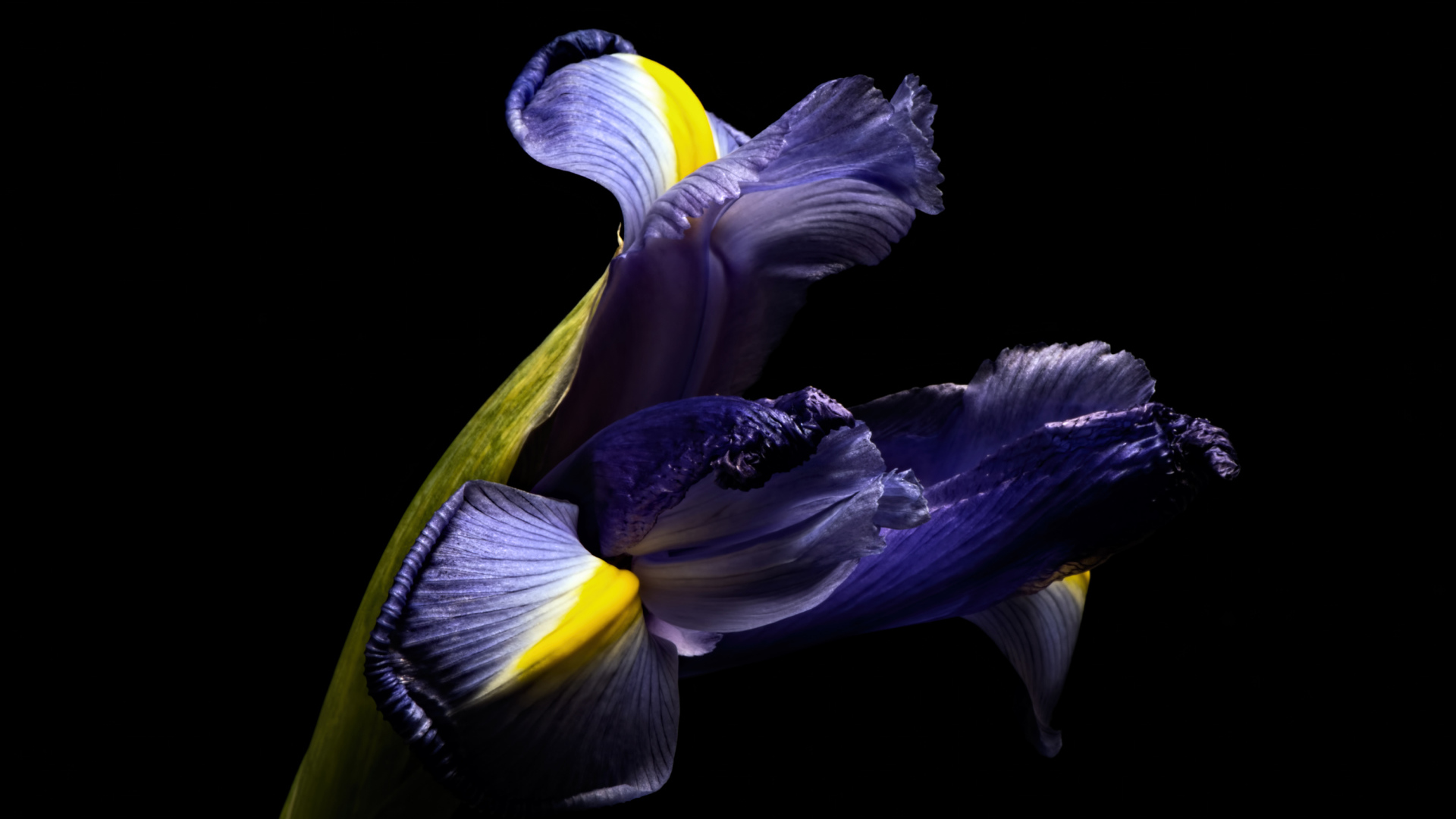 Синий цветок ириса на черном фоне 
