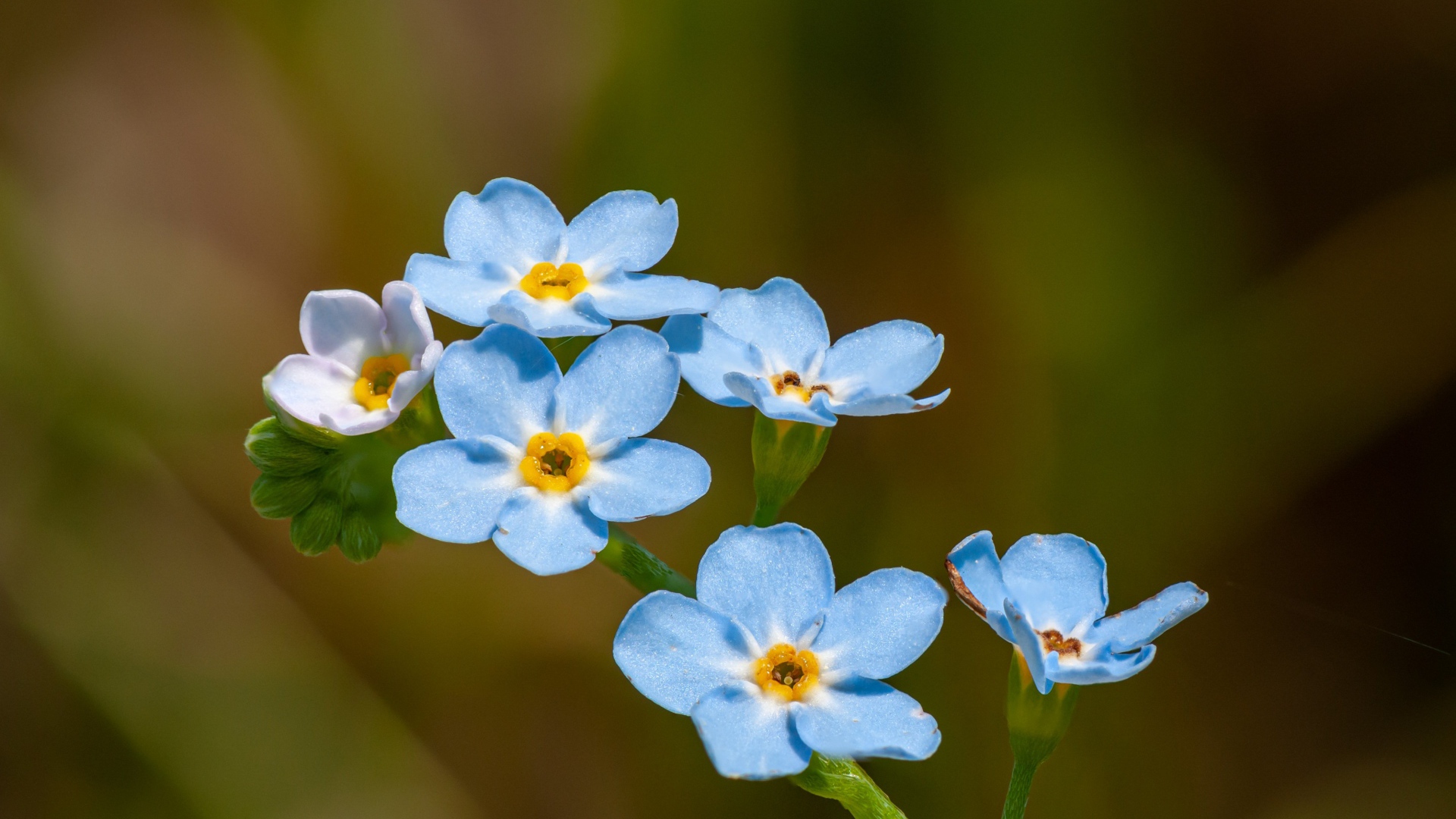 Голубые маленькие цветы незабудки в лучах солнца