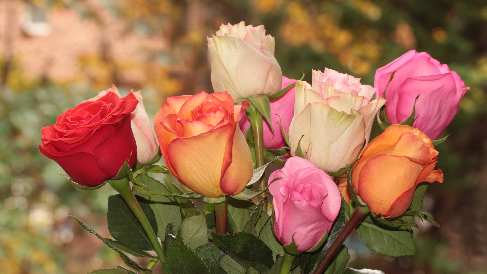 Букет красивых разноцветных роз крупным планом