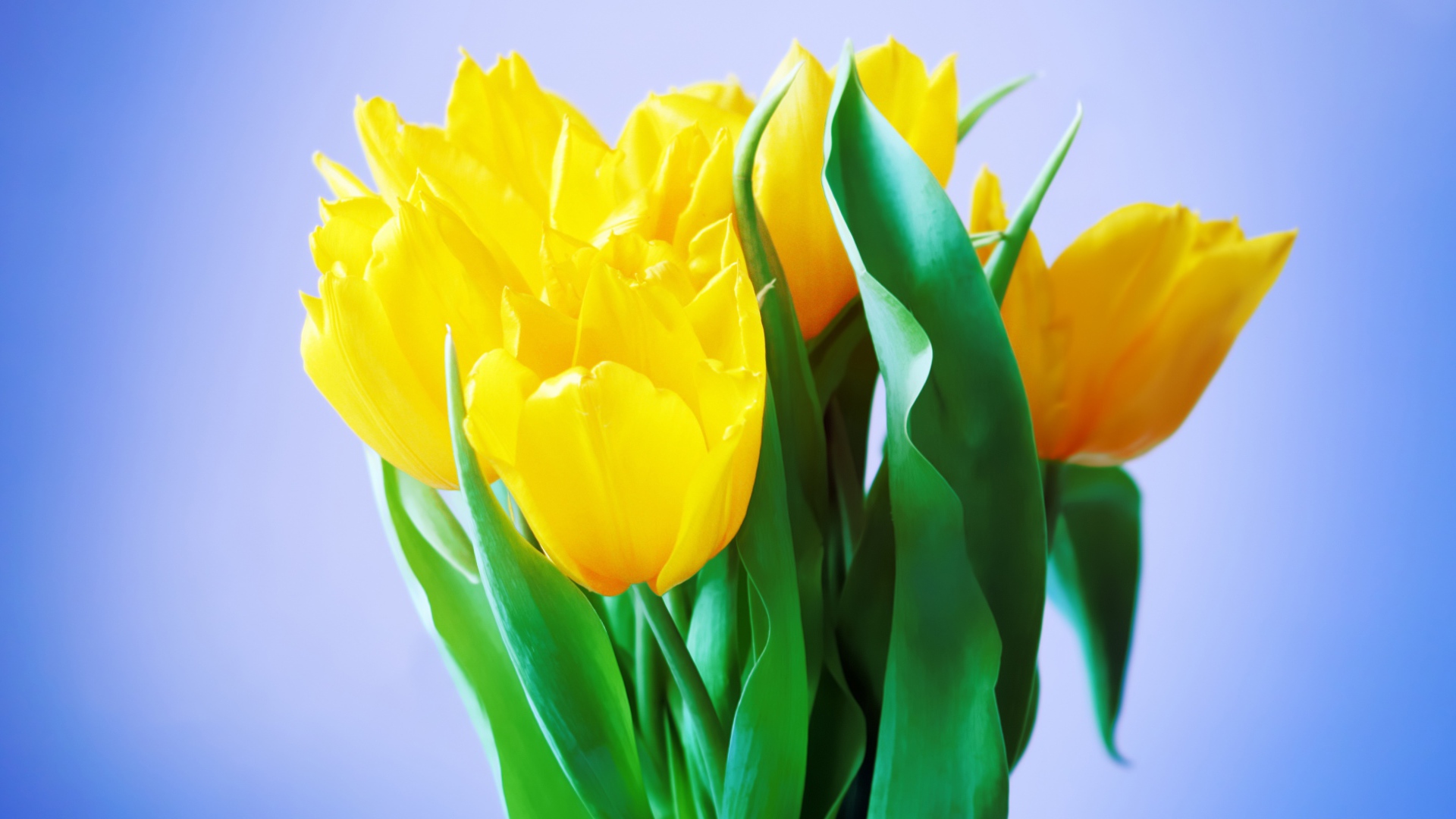 Bouquet of delicate yellow tulips on a blue background