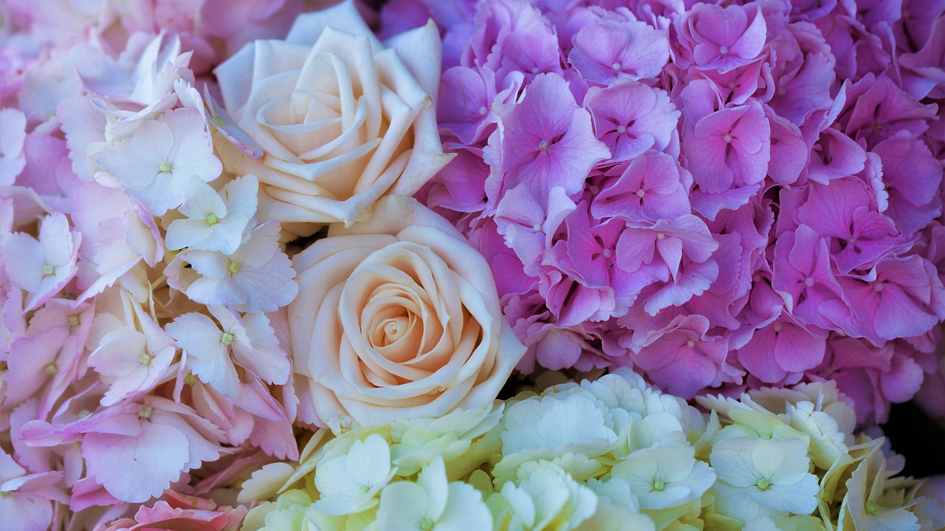 Букет из цветов гортензии и розы крупным планом