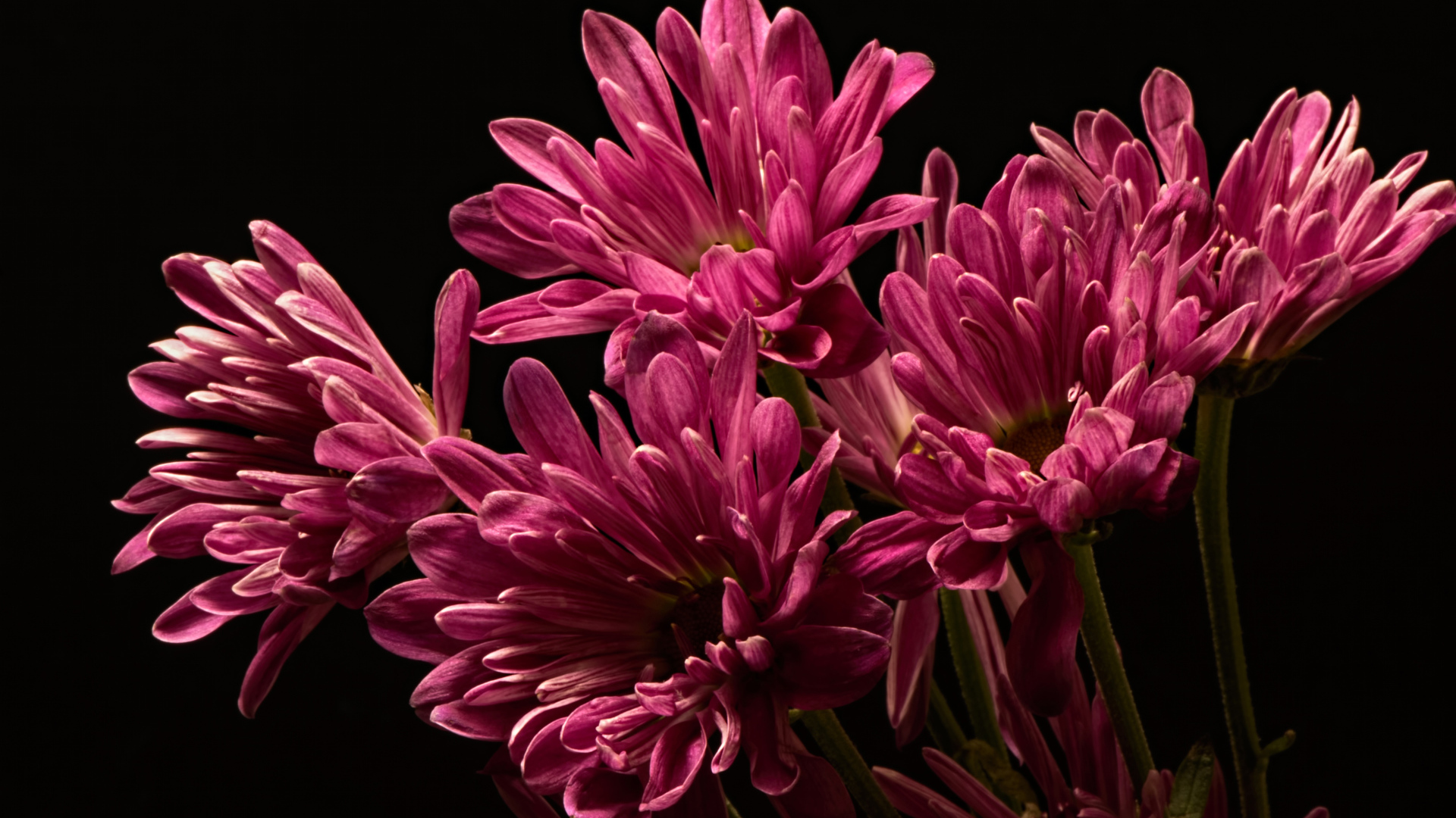 Bouquet of pink chrysanthemums on a black background close-up