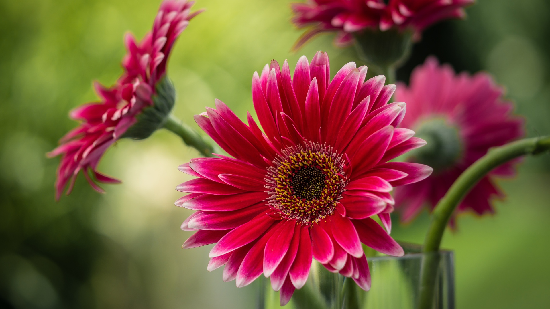 Букет розовых гербер в стеклянной вазе