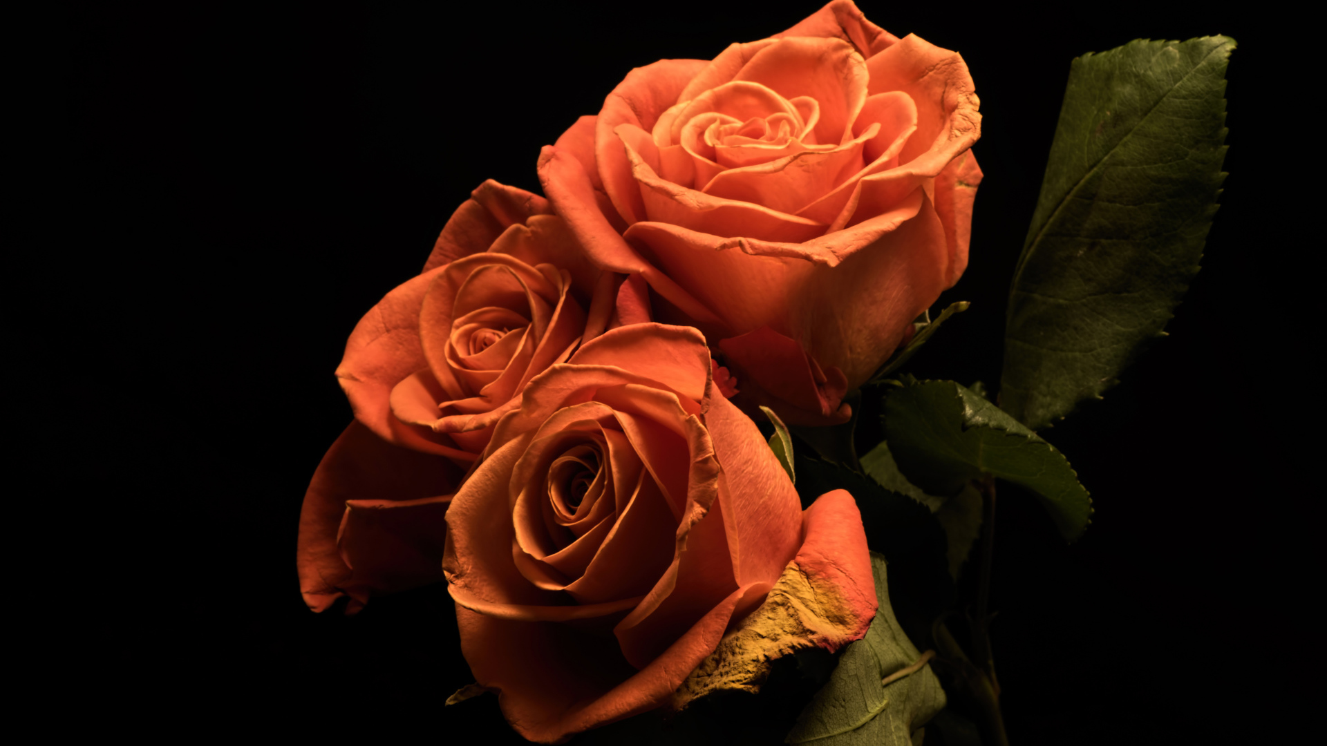 Букет розовых роз с зелеными лепестками на черном фоне