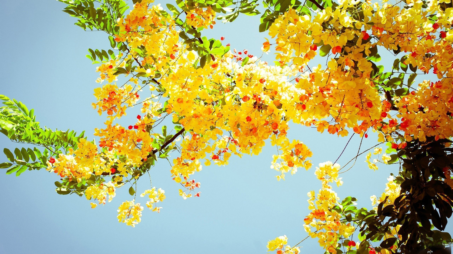 Ветка желтой акации с зелеными листьями на фоне голубого неба