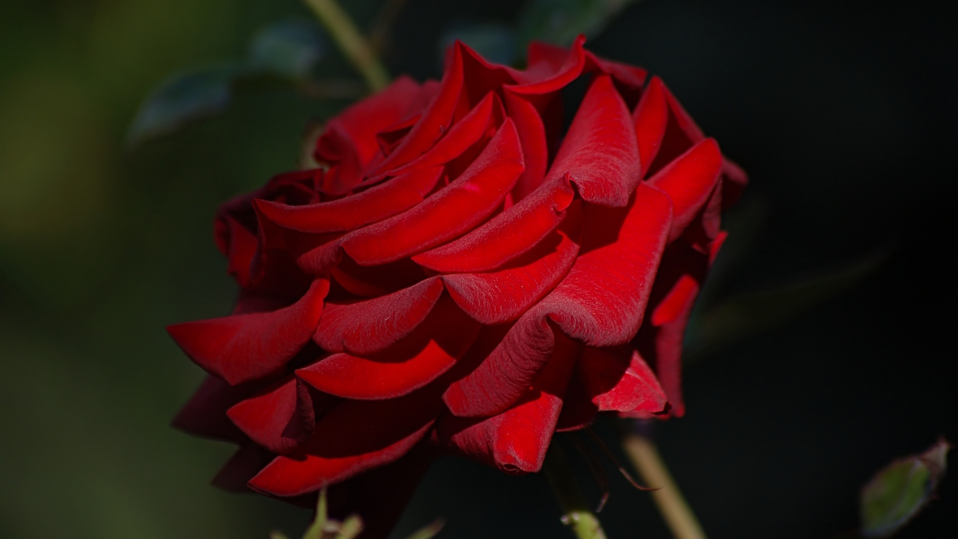 Яркая бордовая роза крупным планом