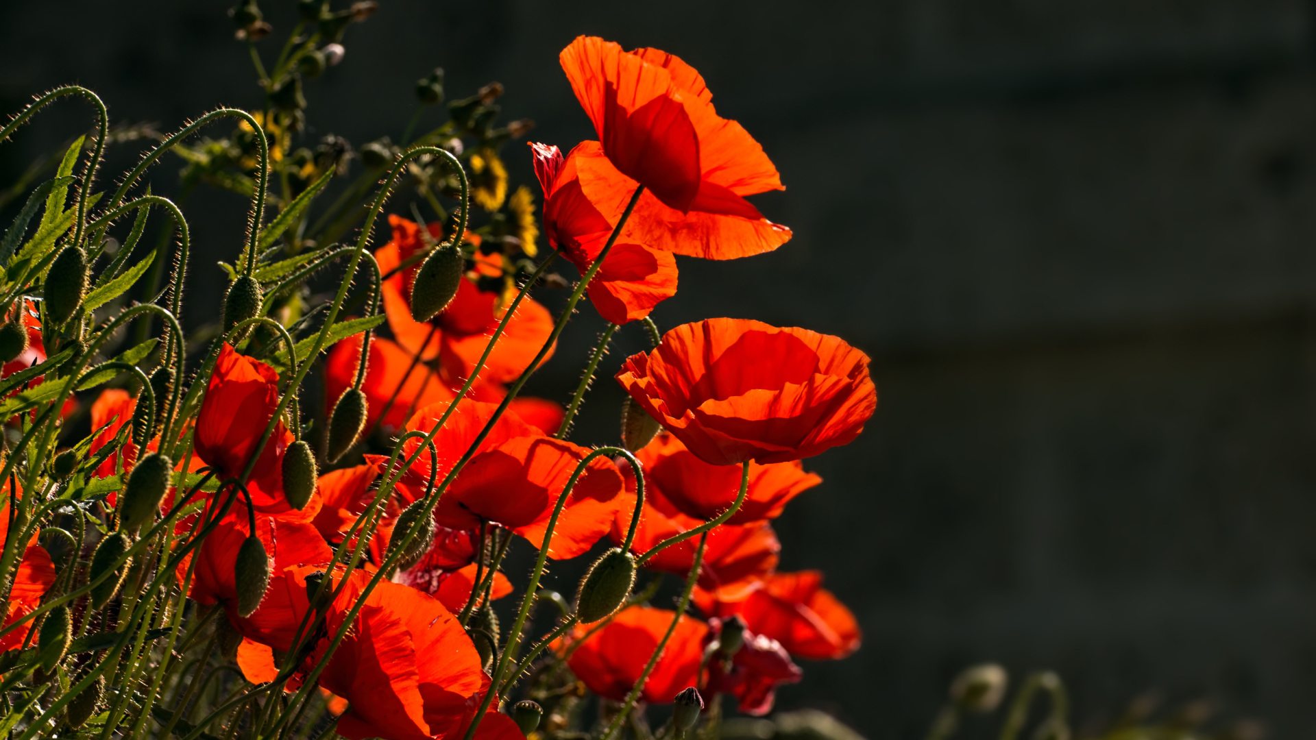 Яркие красные маки с бутонами в лучах солнца