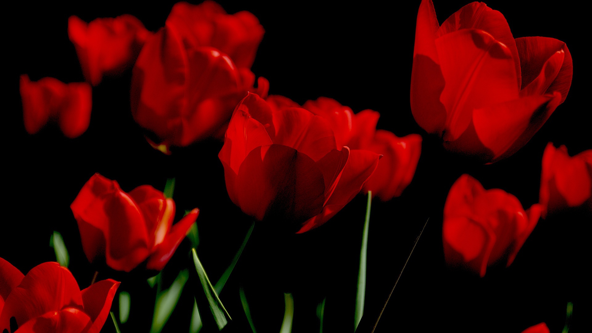 Яркие алые весенние тюльпаны на черном фоне
