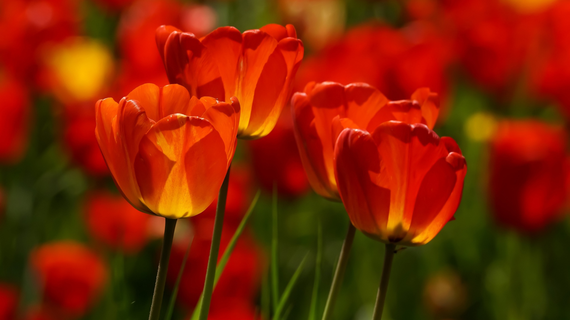 Яркие алые тюльпаны в лучах солнца весной 