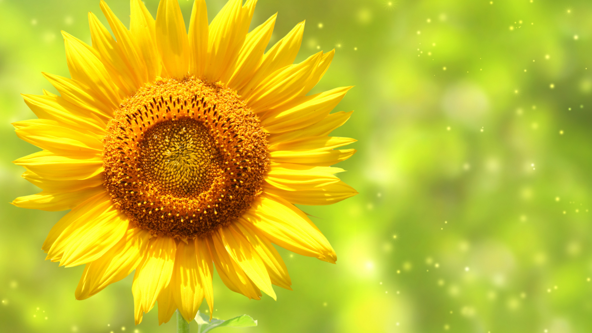 Яркий желтый цветок подсолнуха крупным планом