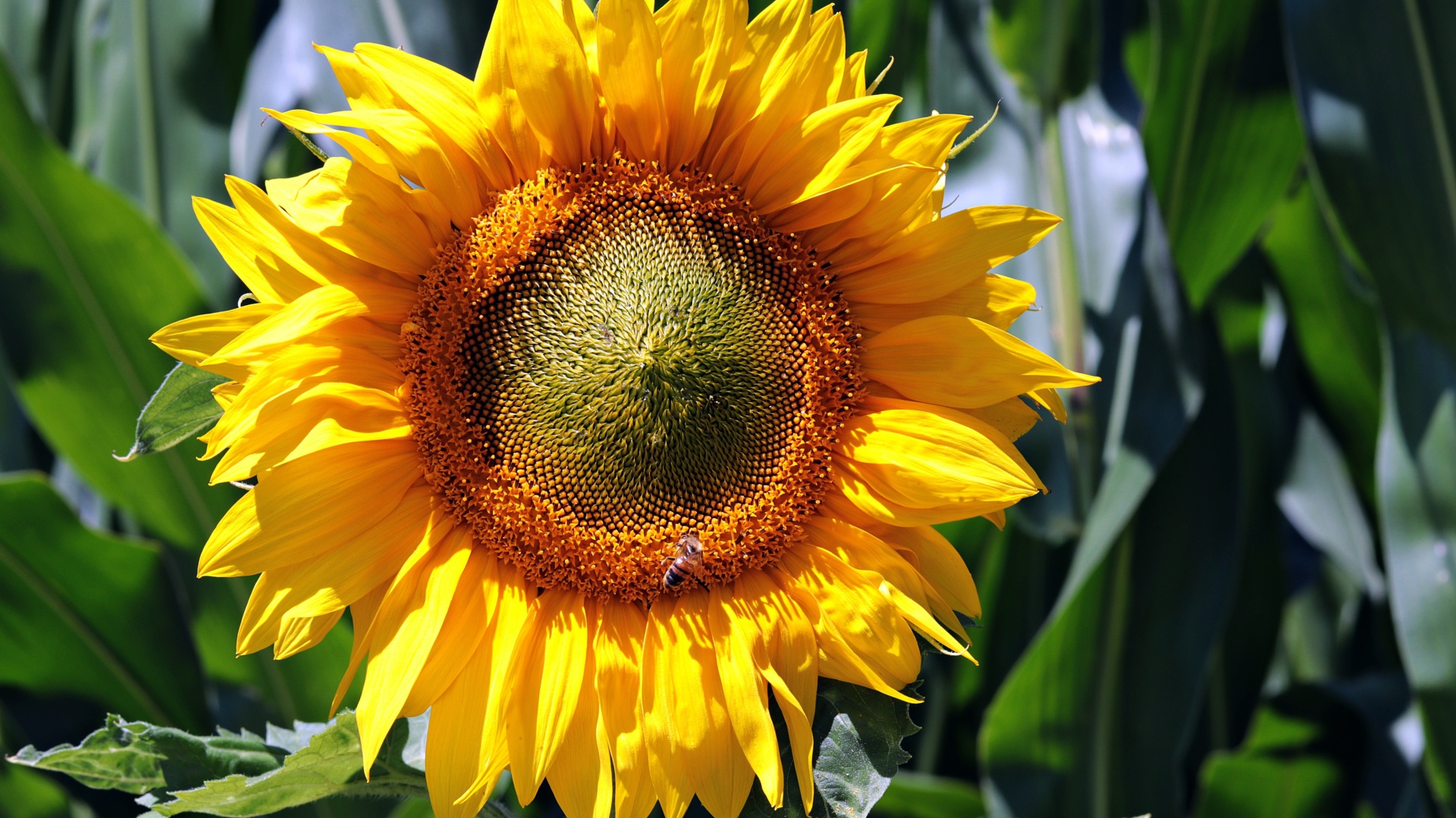 Яркий желтый цветок подсолнуха крупным планом на поле