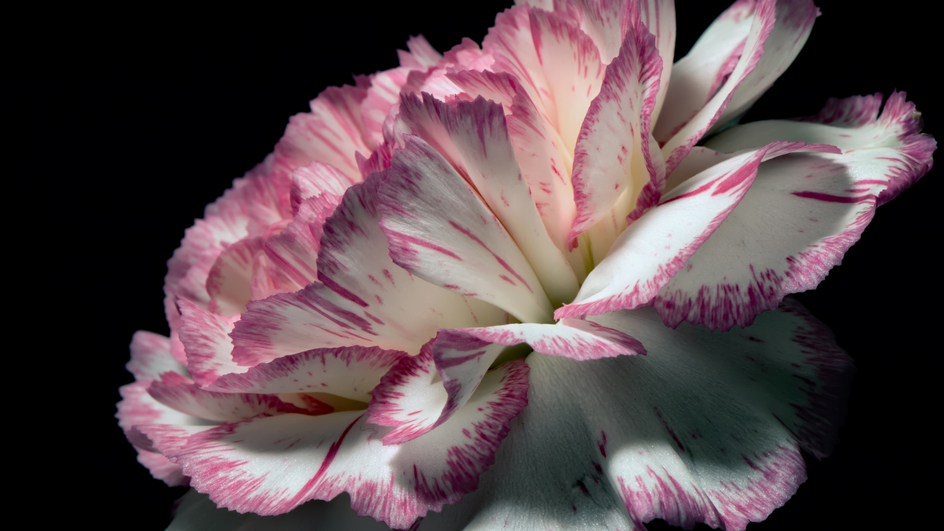 Цветок гвоздики с бело-розовыми лепестками на черном фоне