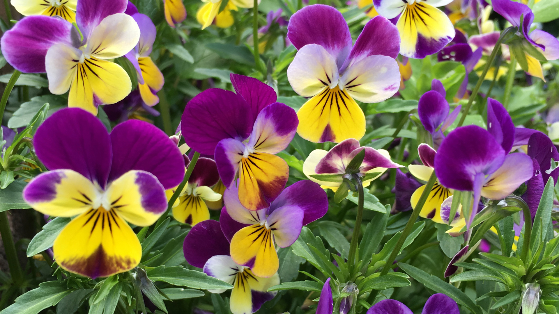 Нежные садовые цветы анютины глазки на клумбе 