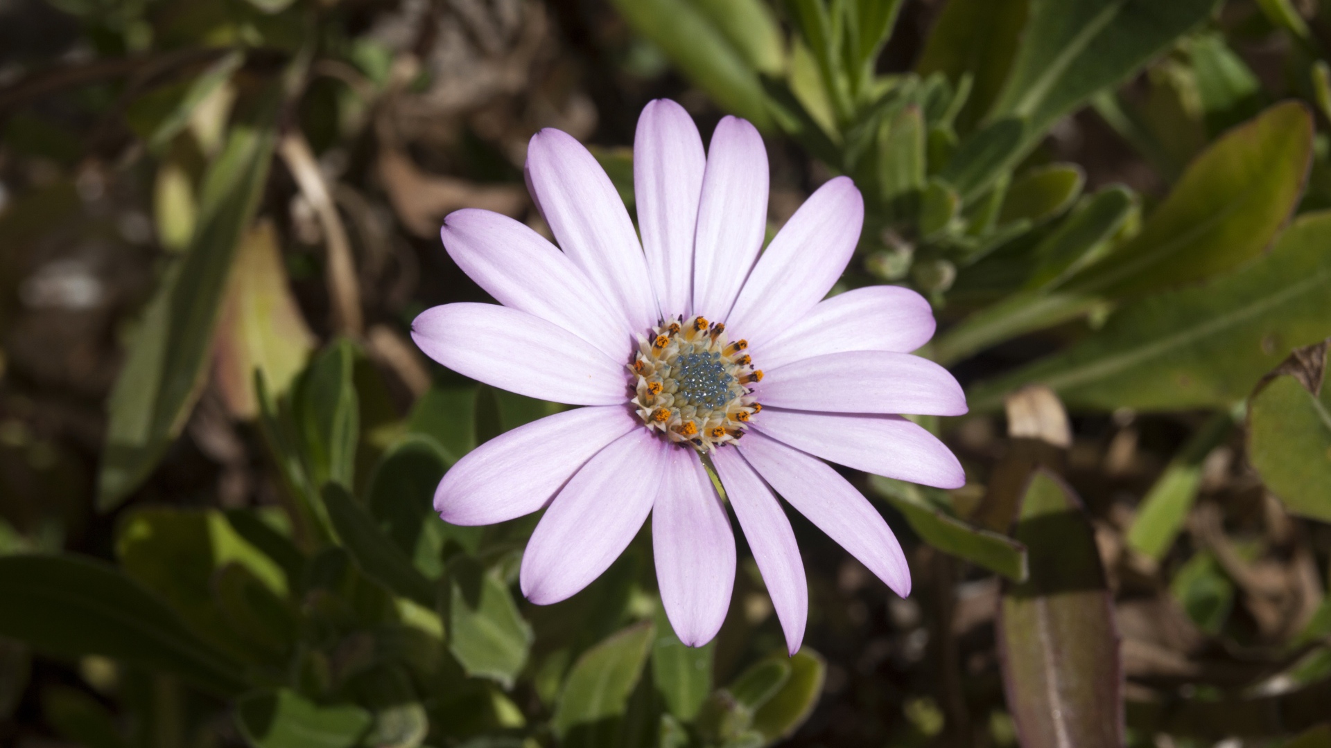 Нежный сиреневый цветок остеоспермум на клумбе