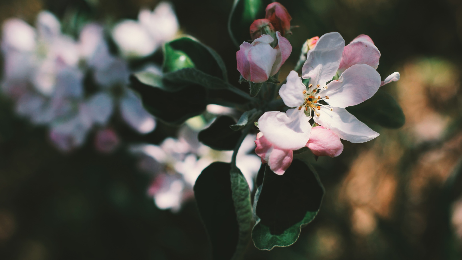 Нежные розовые цветы яблони на ветке