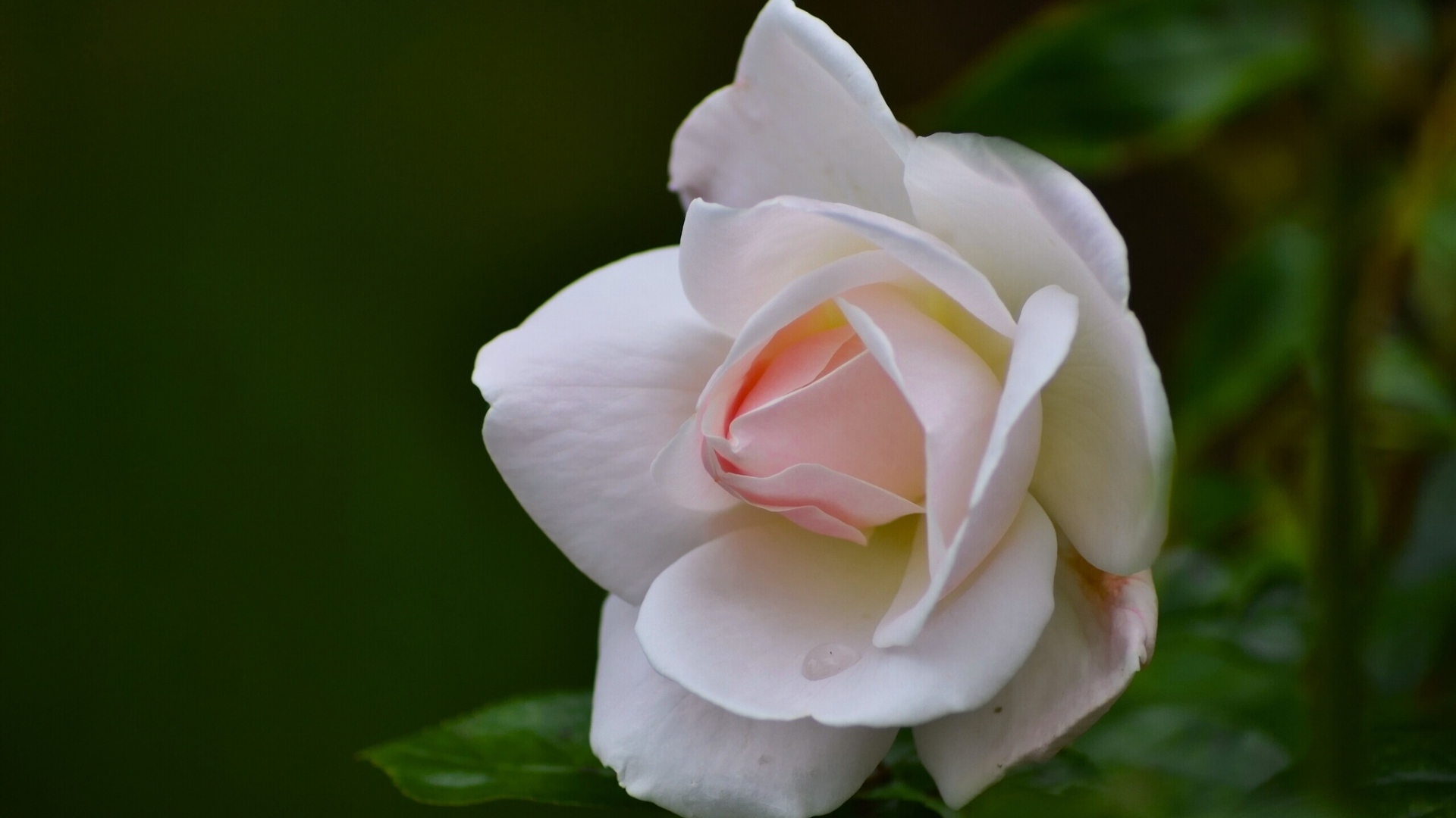 Нежные лепестки розовой розы крупным планом 