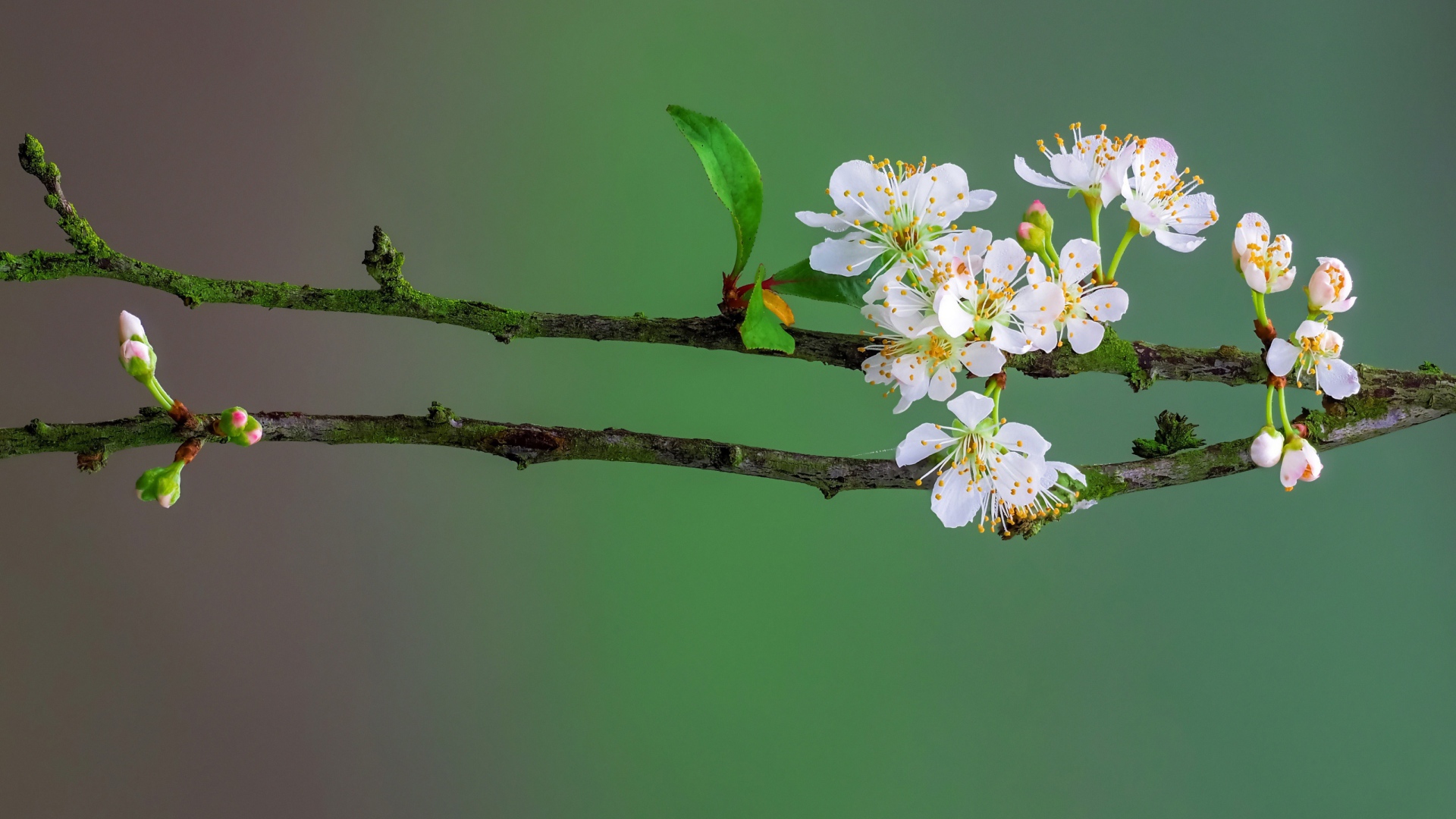 Нежные белые цветы вишни на ветке весной 