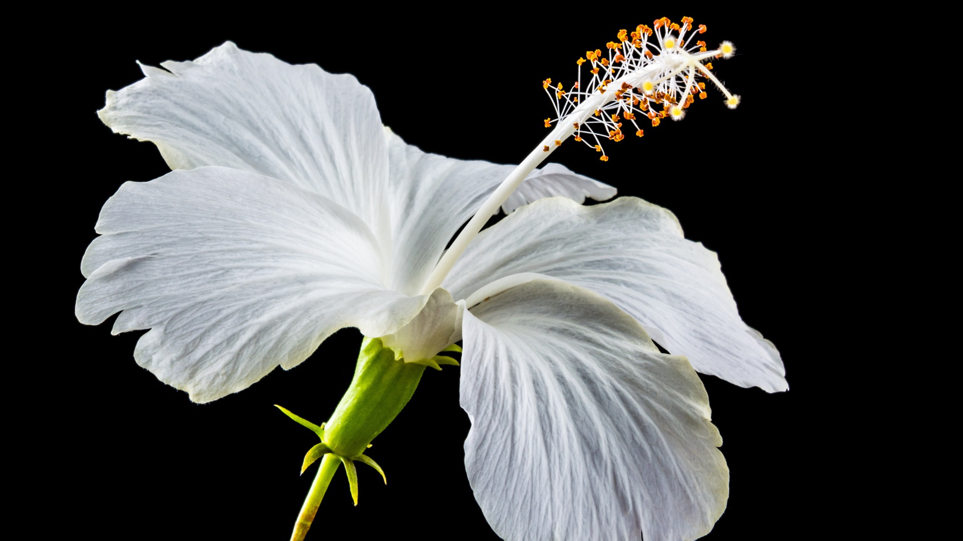 Нежный белый цветок гибискуса на черном фоне