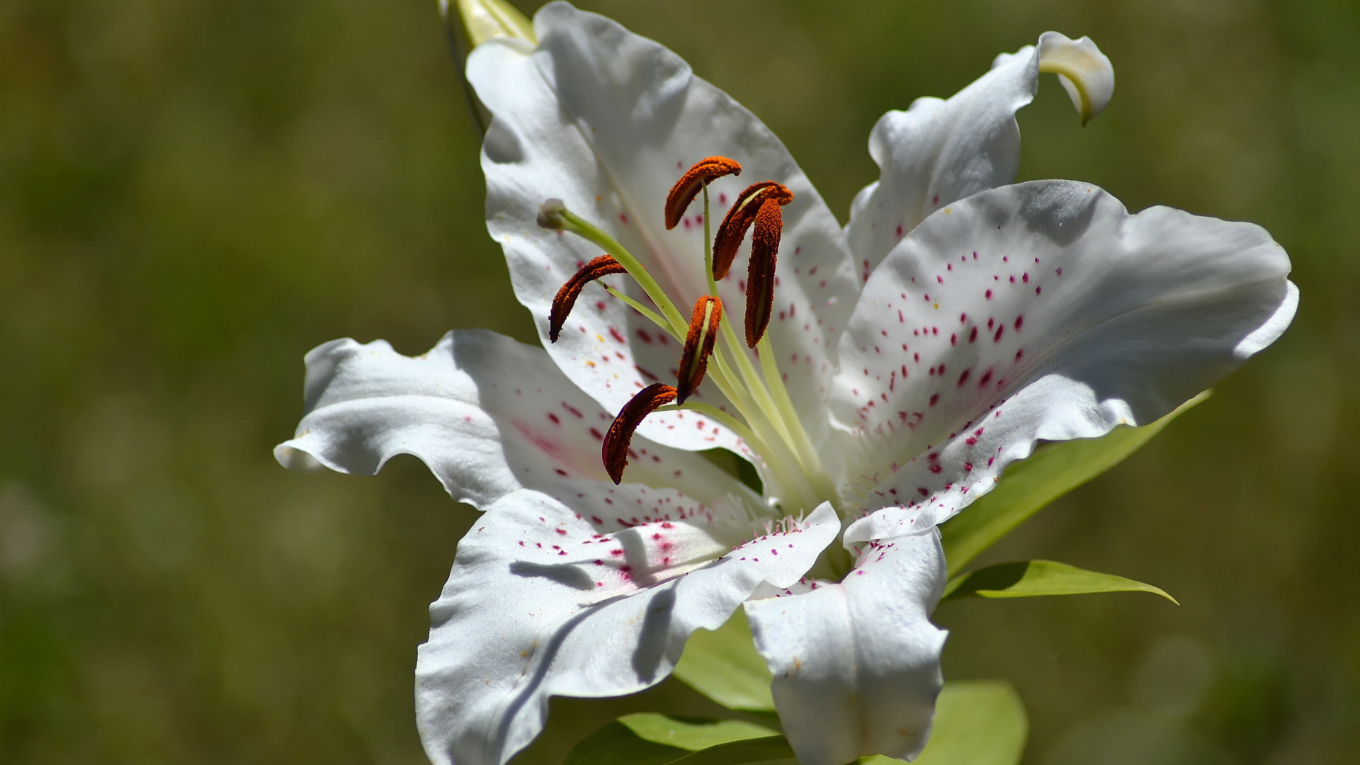 Нежный белый цветок лилии крупным планом
