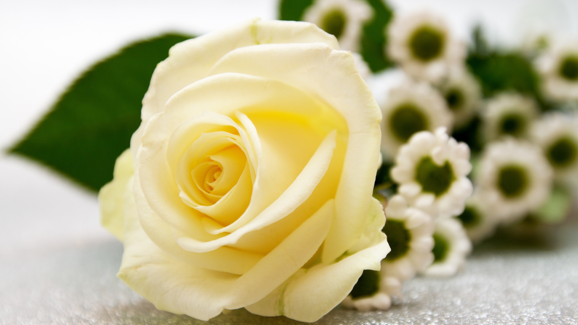 Нежная белая роза лежит на столе с ромашками