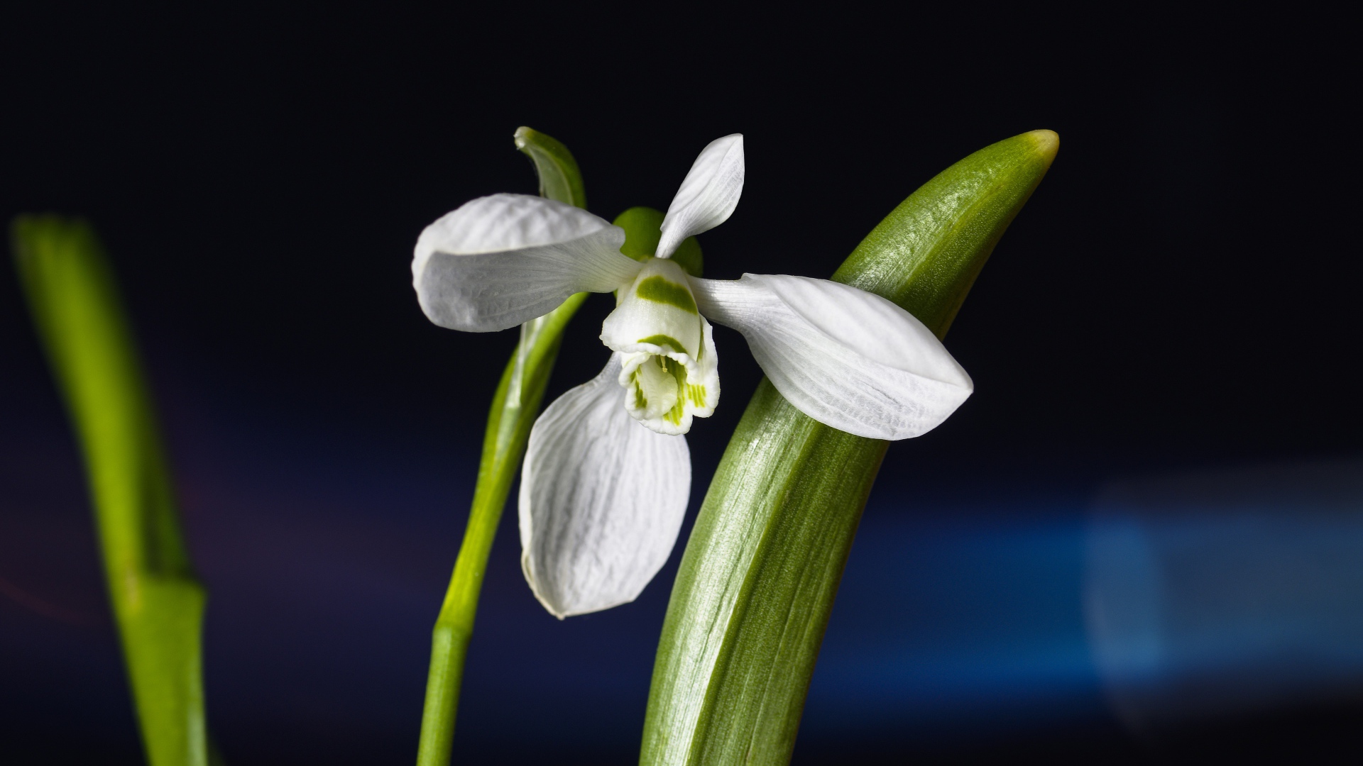 Delicate white snowdrop flower with green leaves