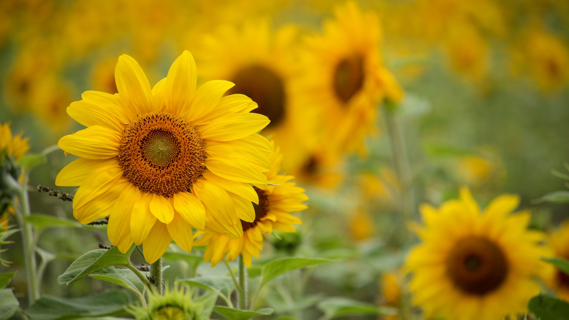 Нежные желтые лепестки подсолнухов на поле
