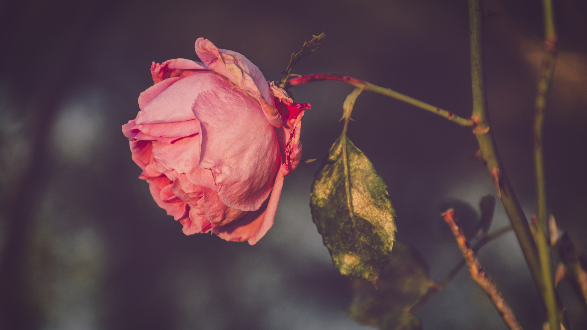 Сухая розовая роза на ветке 