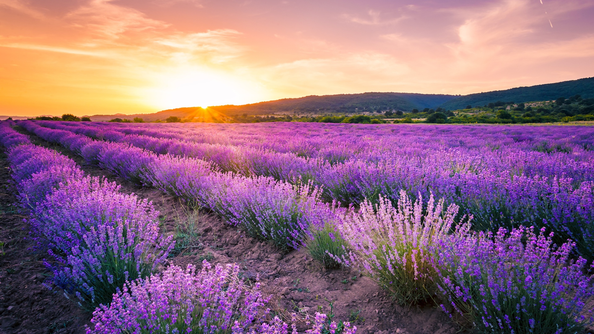 Лавандовое поле на фоне заката 