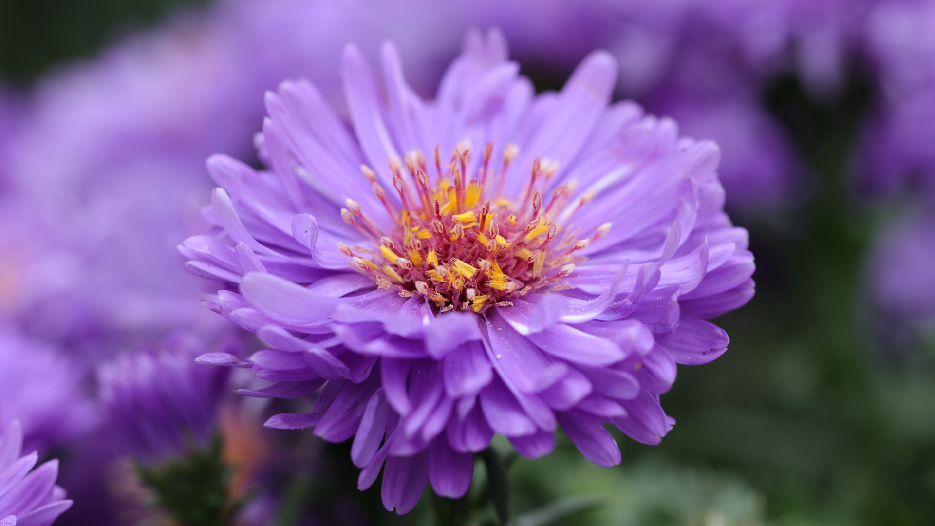 Сиреневый цветок астры крупным планом