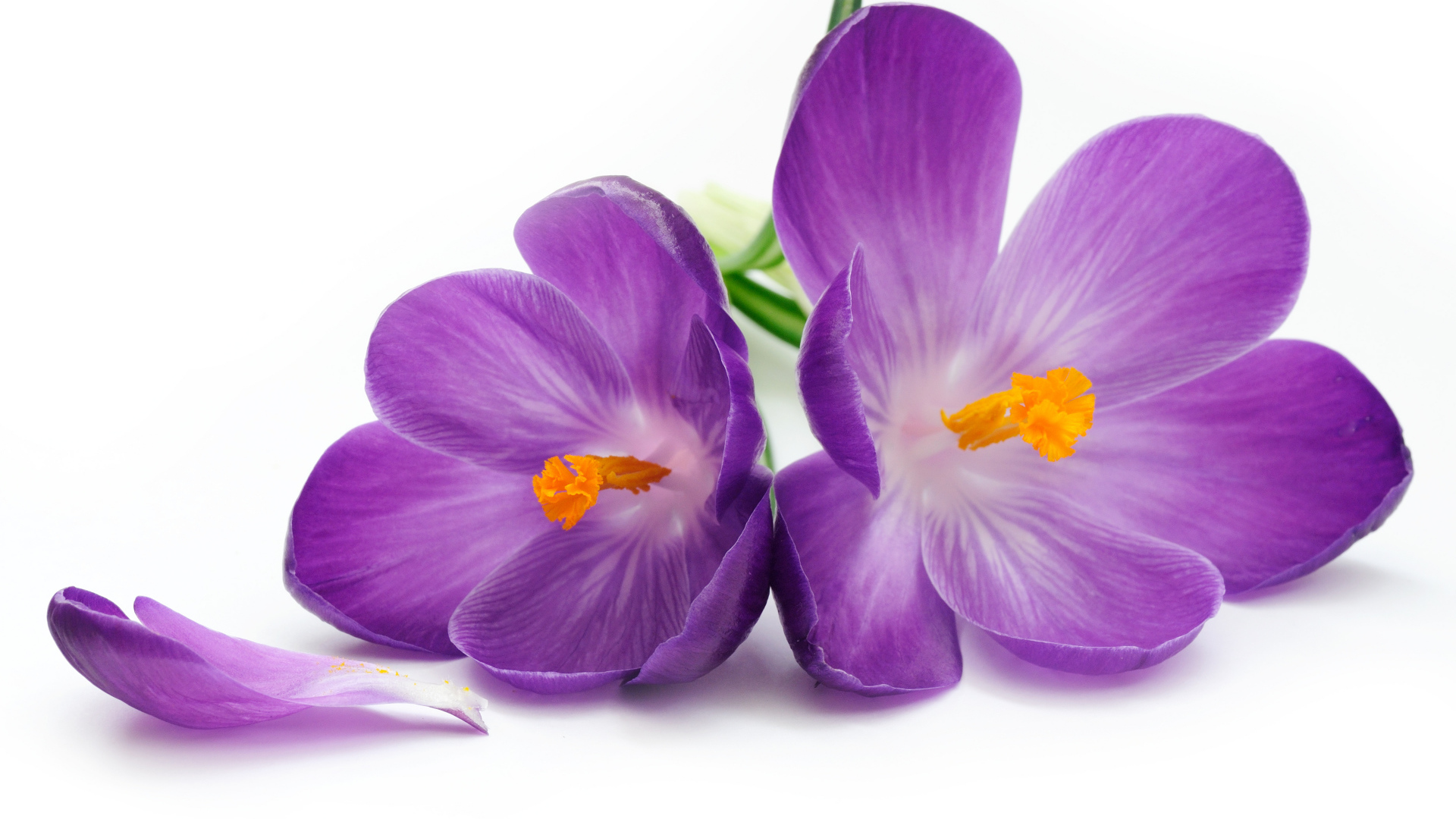 Сиреневые крокусы на белом фоне крупным планом