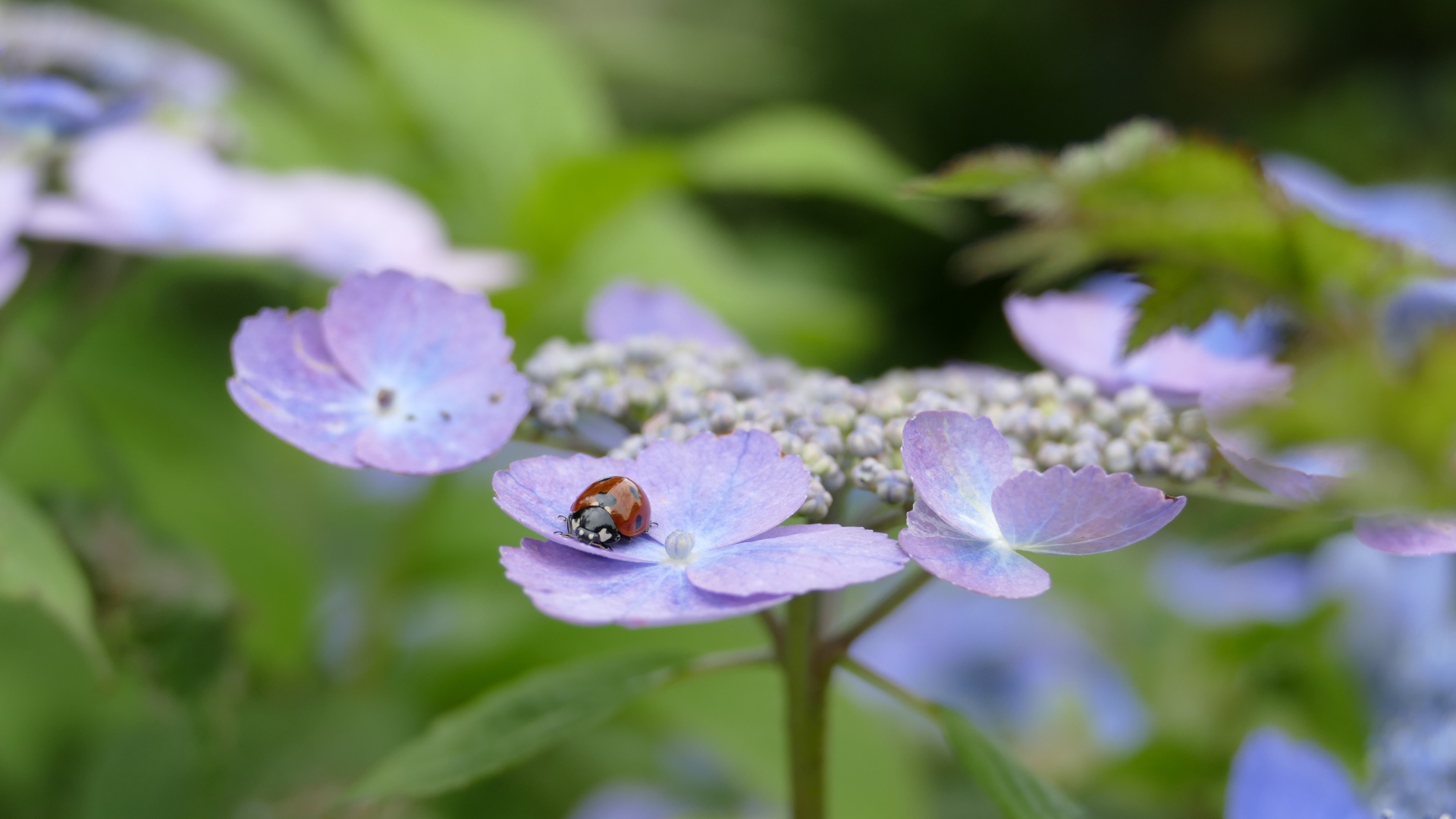 Сиреневые цветы гортензии с божьей коровкой 