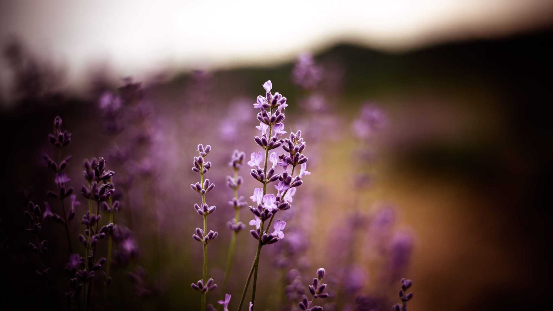 Сиреневые цветы лаванды крупным планом 