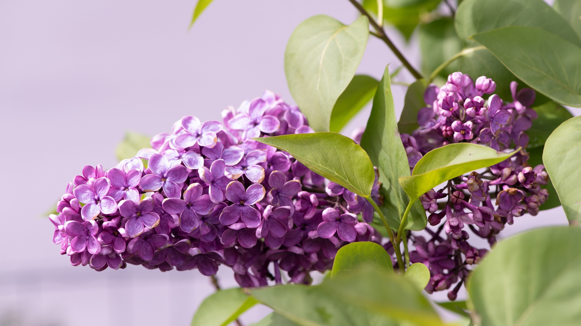 Сиреневые цветы сирени в зеленых листьях крупным планом