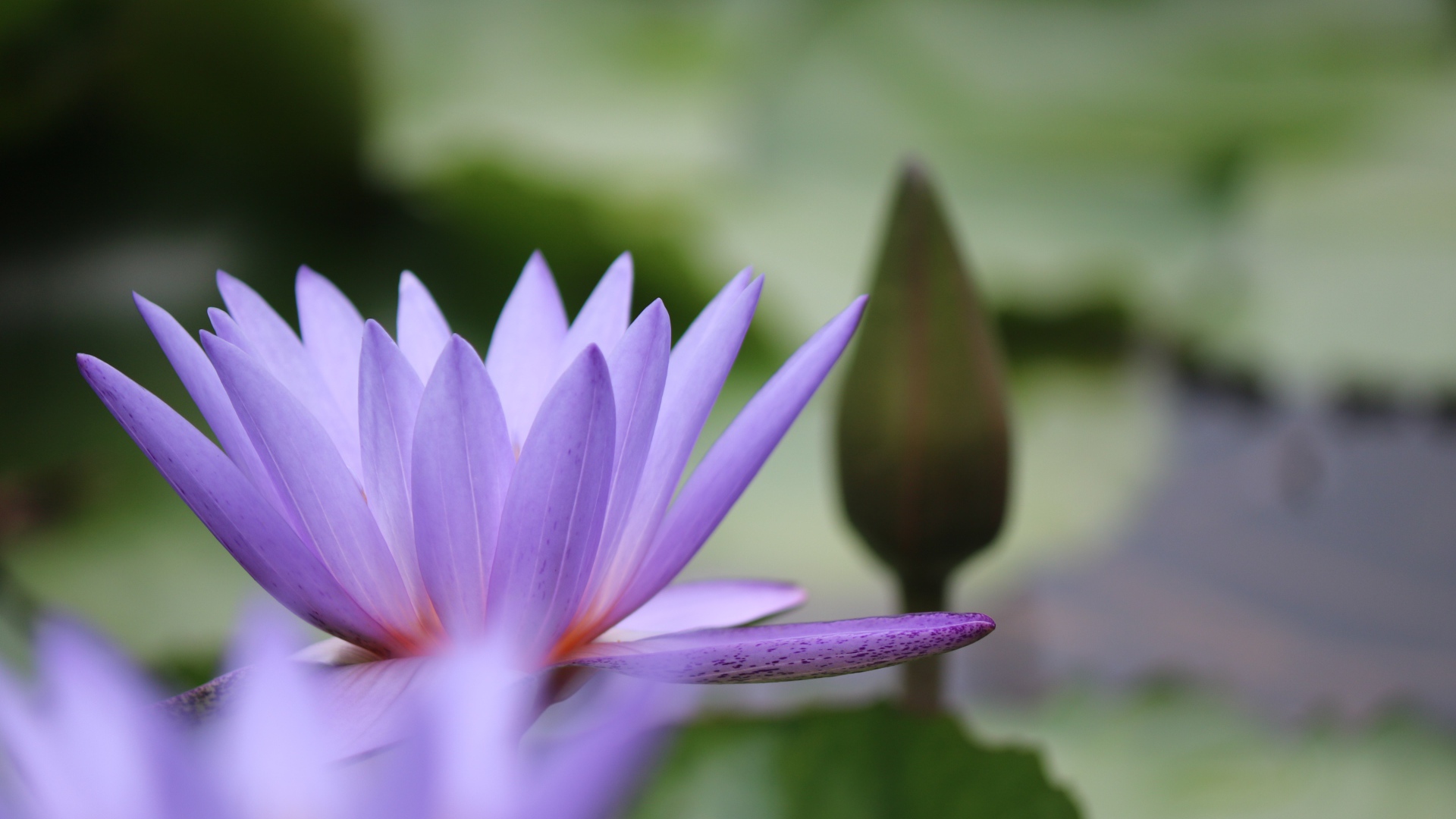 Сиреневый цветок лотоса с бутоном в воде