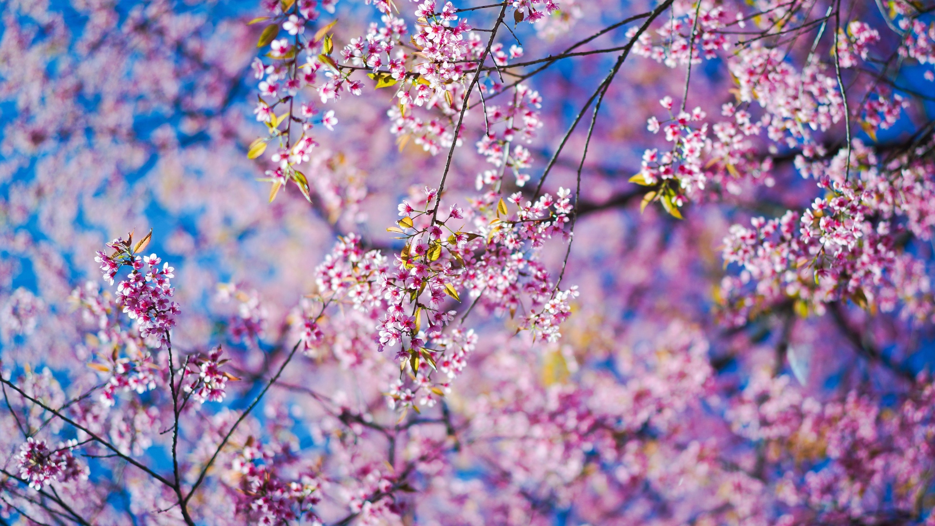 Маленькие розовые цветы сакуры на ветках в лучах солнца