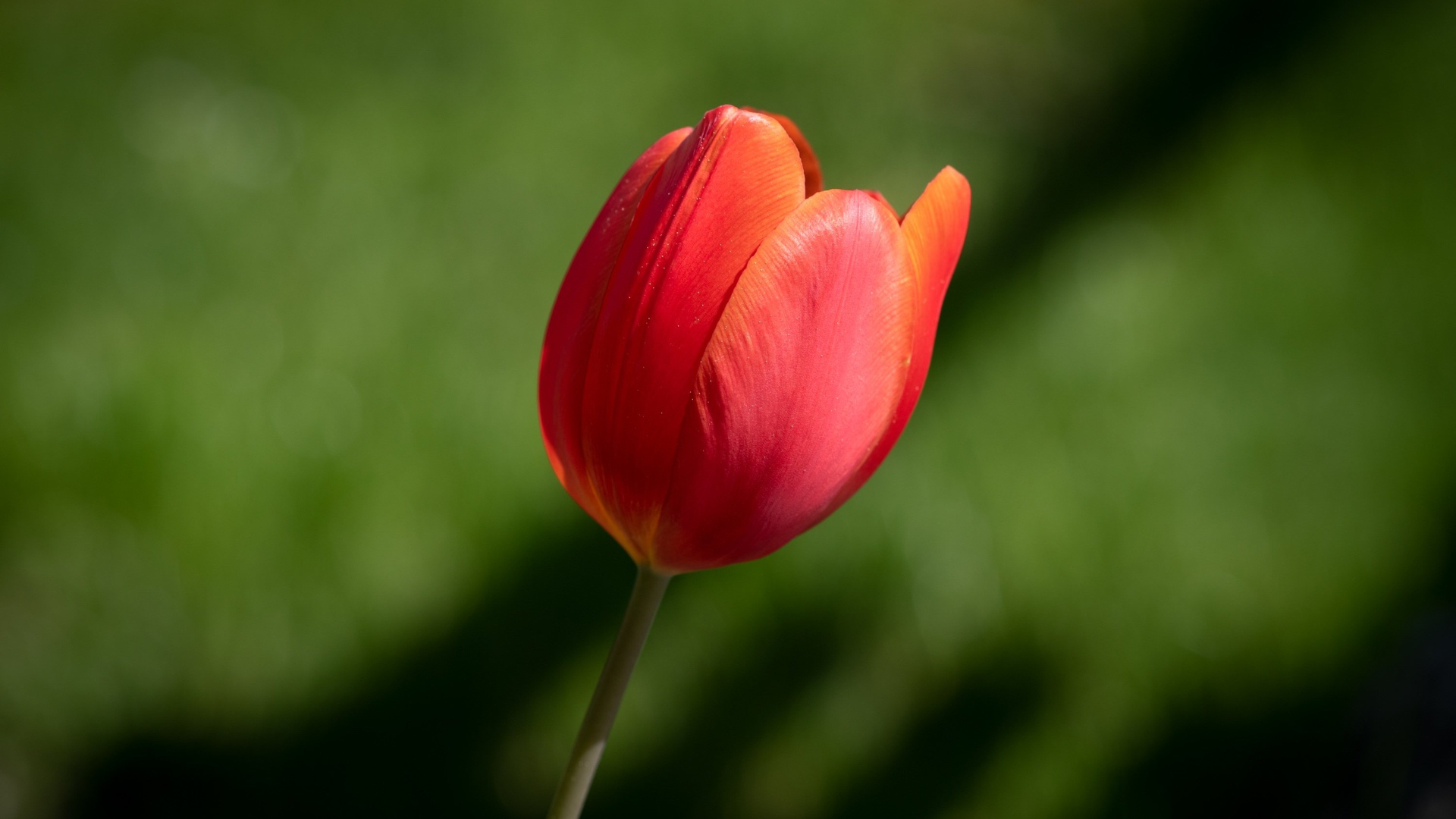 Одинокий красный тюльпан на зеленом фоне