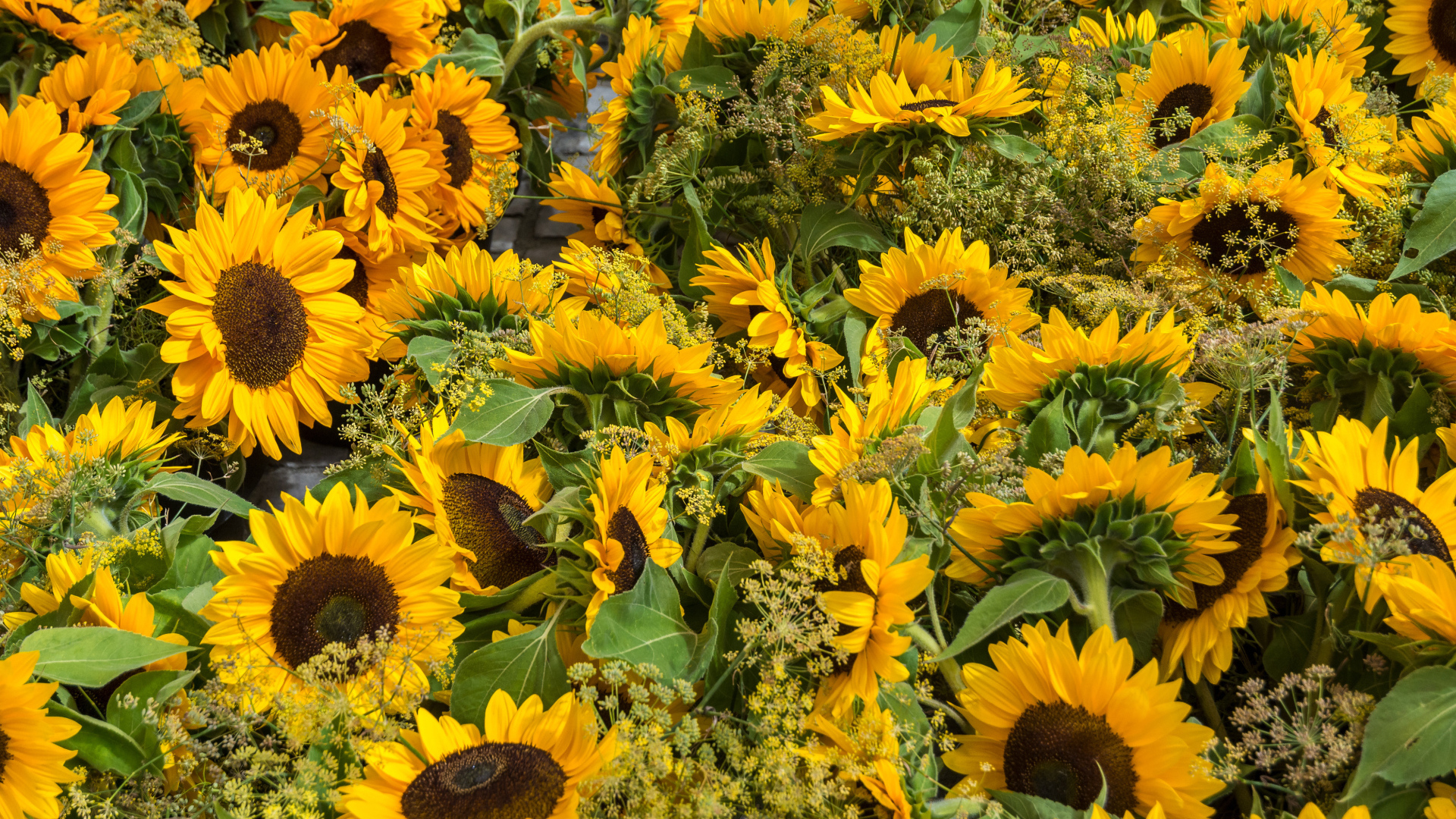 Много желтых цветущих подсолнухов