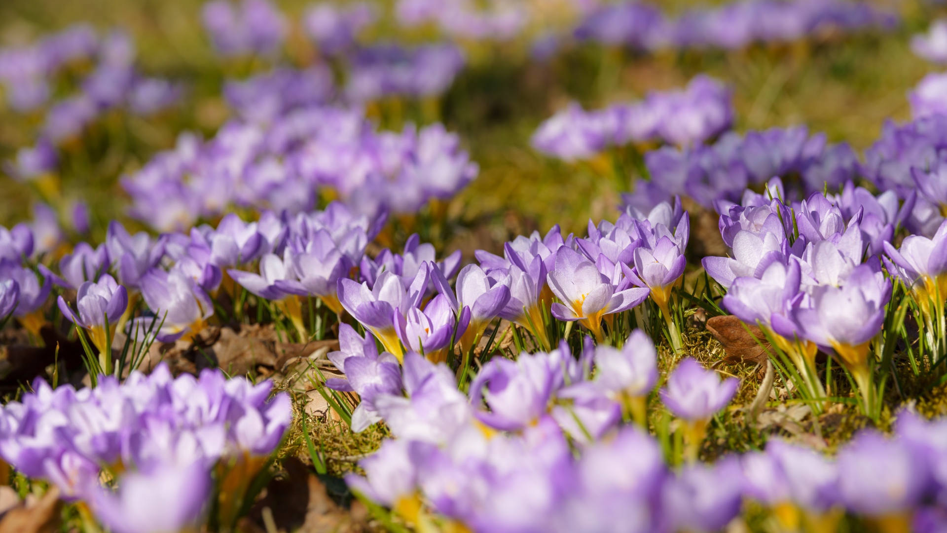 Много красивых сиреневых цветов крокуса на поляне