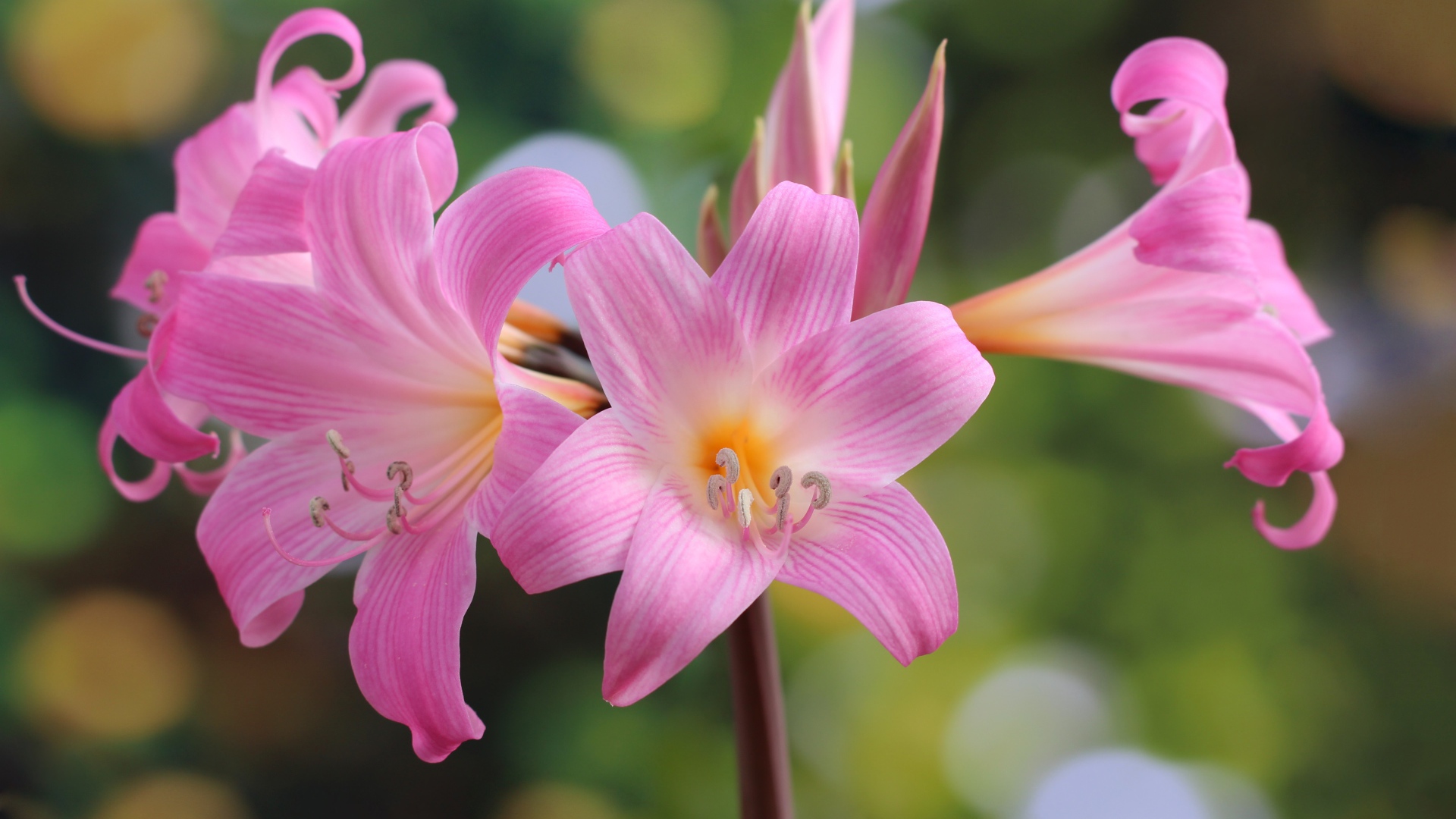 Много красивых розовых цветов лилии