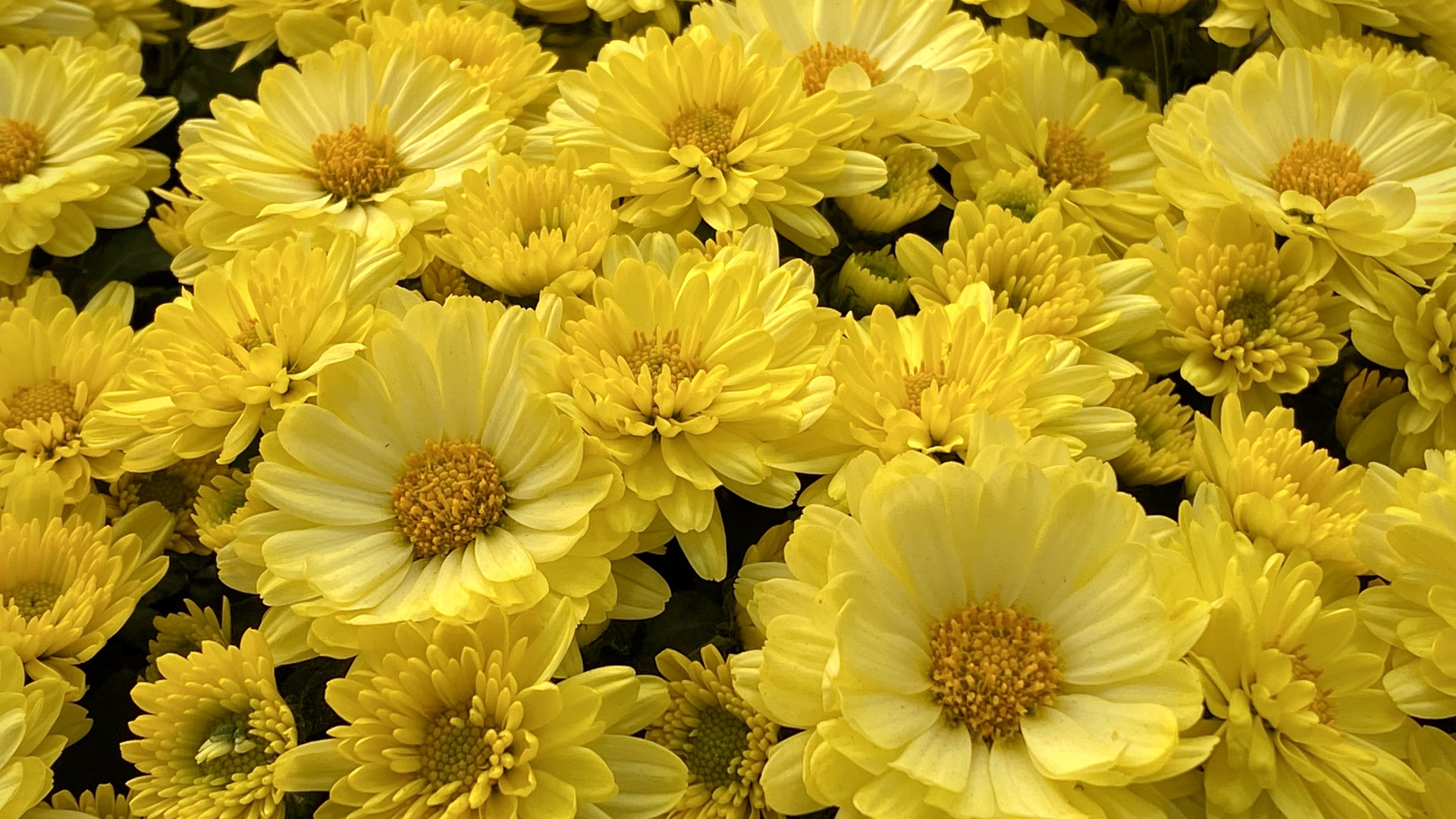 Много красивых желтых цветов хризантемы 