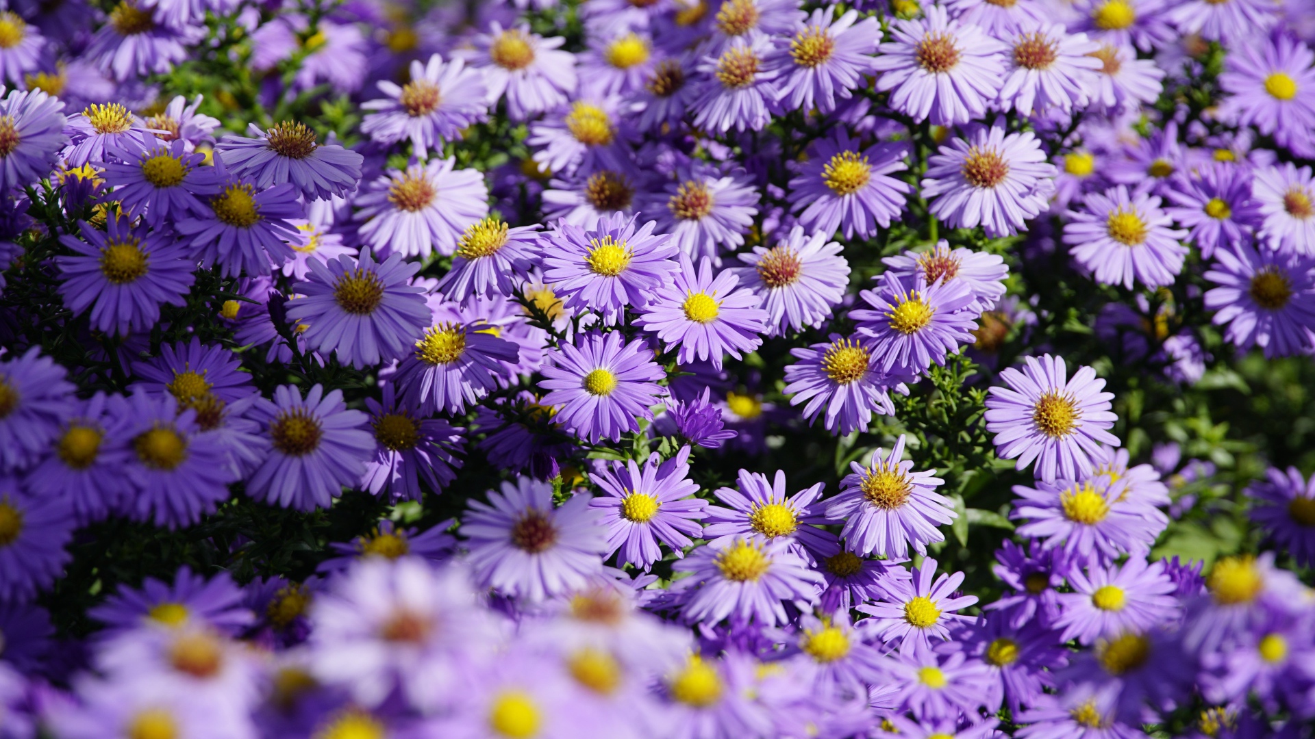 Много сиреневых цветов сентябринки в лучах солнца