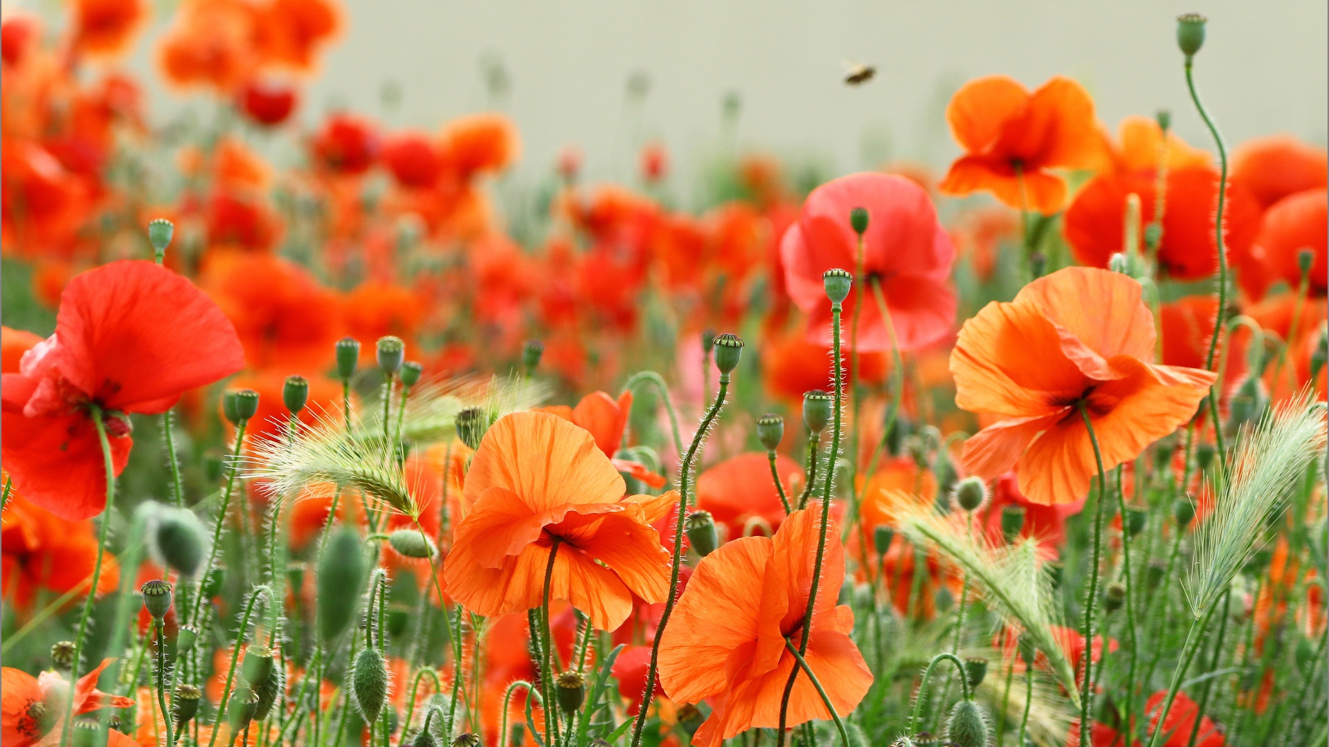 Много красных маков с колосками пшеницы в поле 