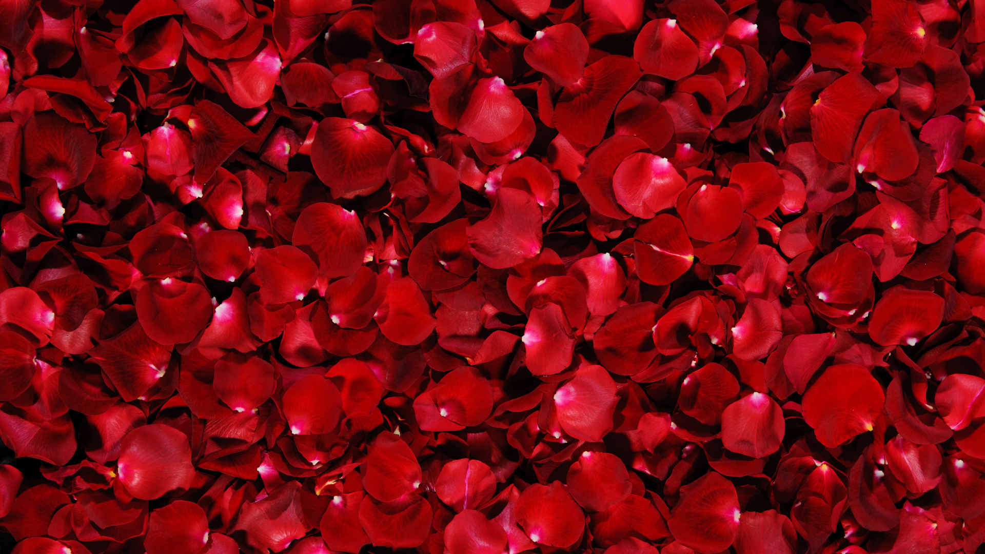Много красных лепестков алой розы 