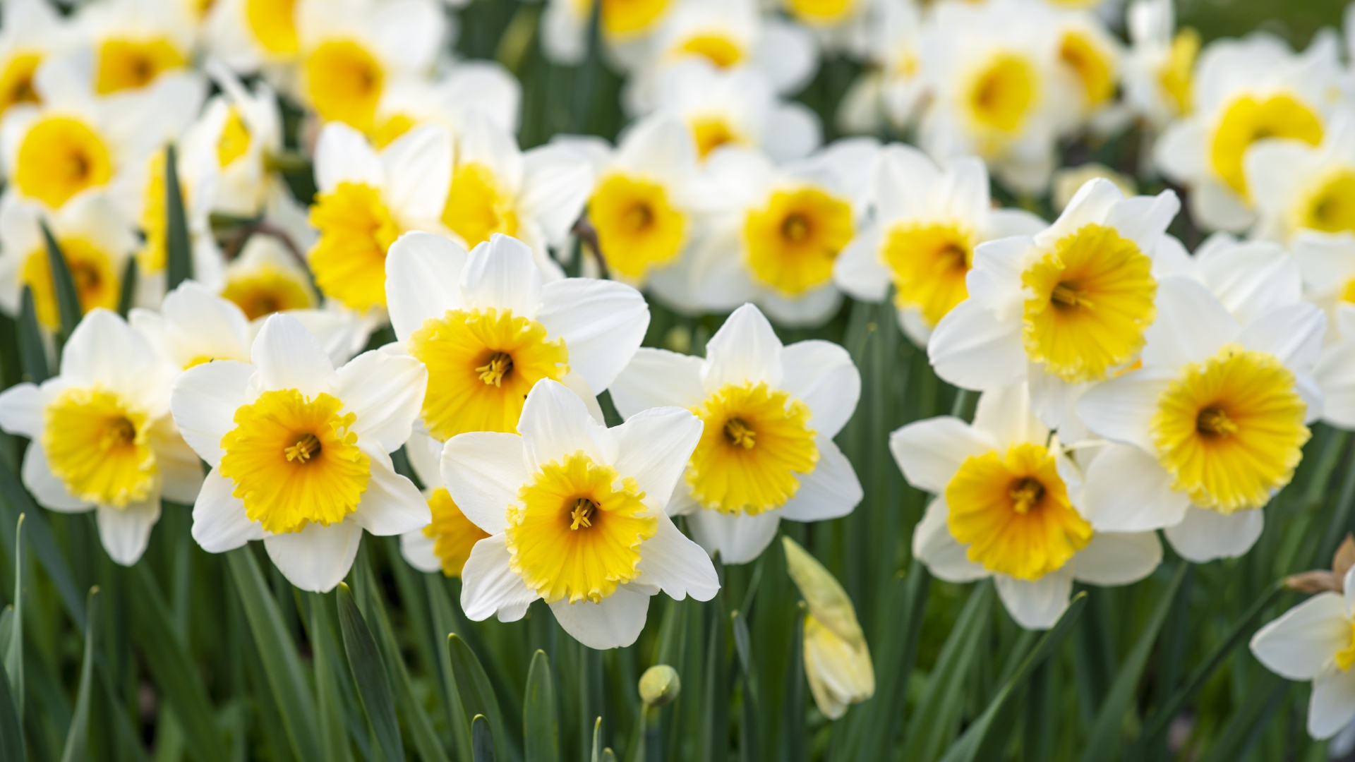 Много белых нарциссов с желтой серединкой на клумбе весной