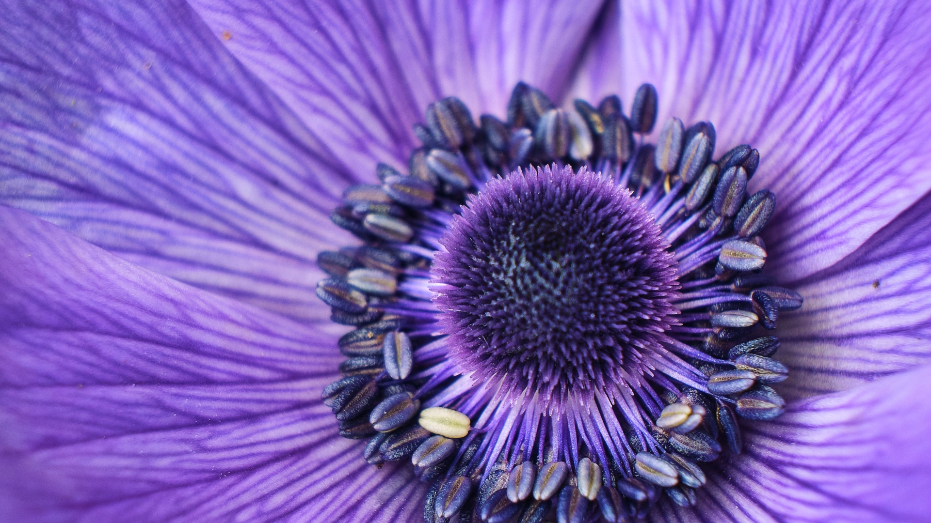 Серединка фиолетового цветка анемоны крупным планом