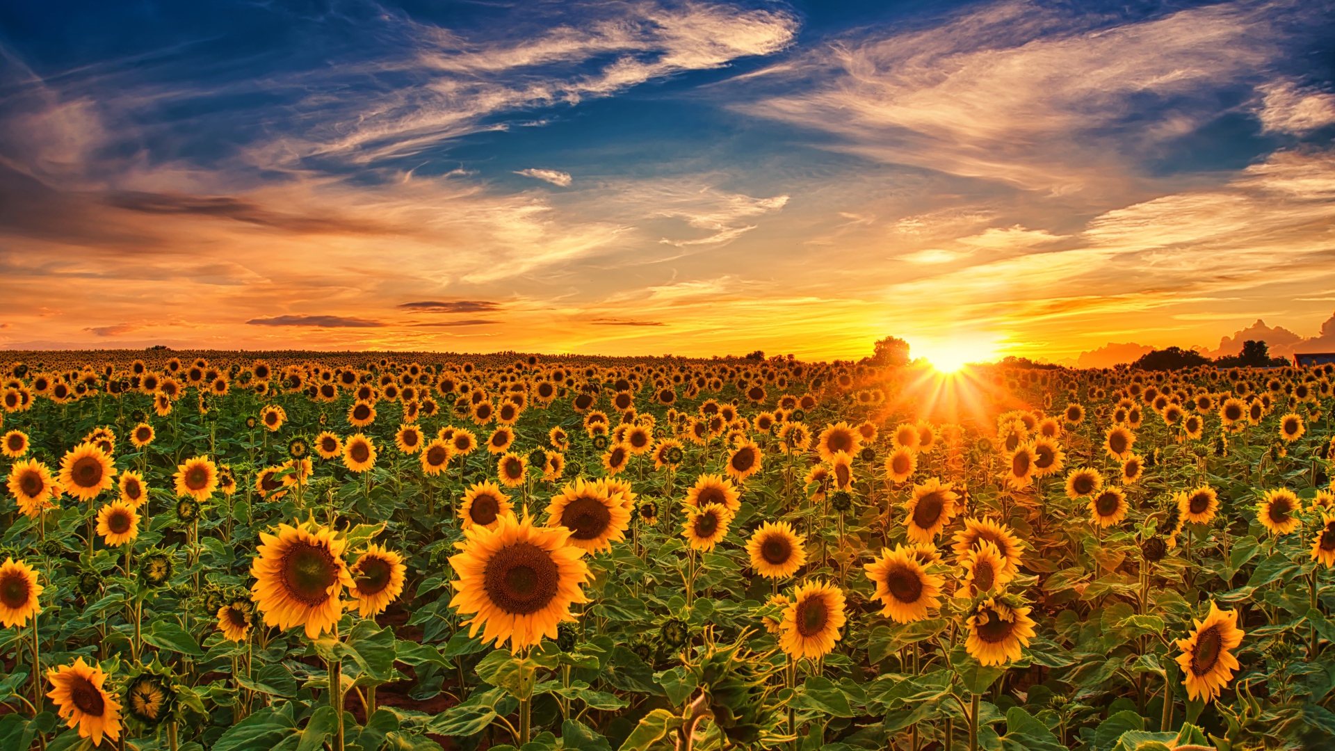 Больше поле с цветущими подсолнухами на закате солнца