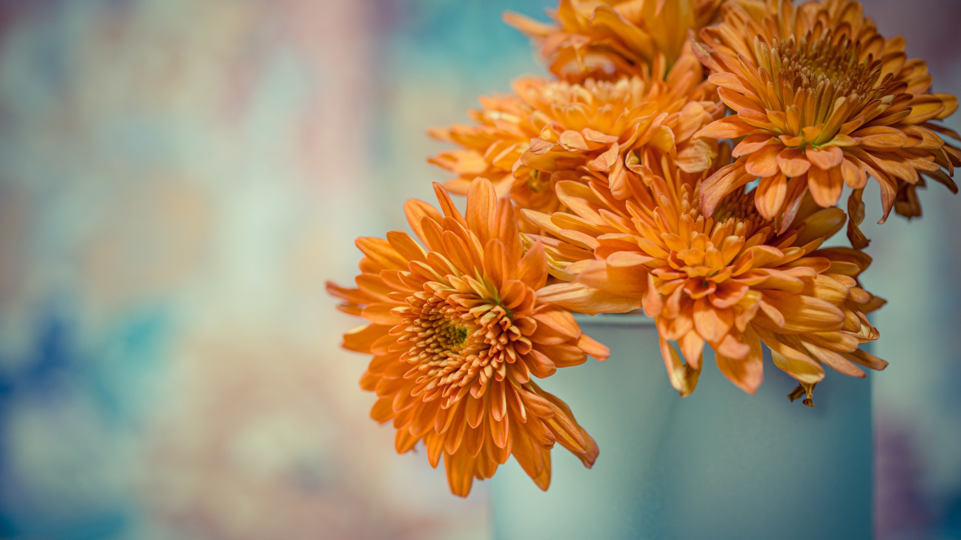 Оранжевые цветы хризантемы в вазе 