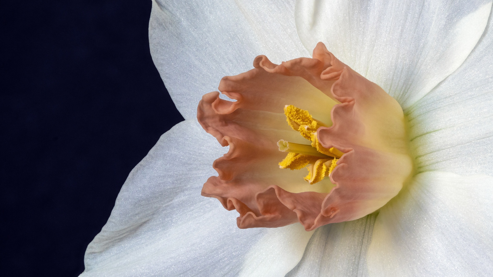 Оранжевая серединка белого нарцисса 